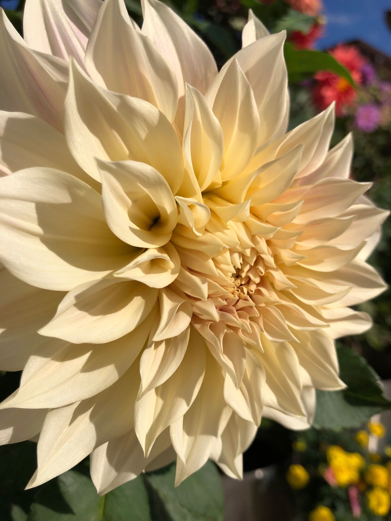 A close up of a cream dahlia shot 3/4 side profile, some small yellow, red and pink flowers out of focus dotting the background