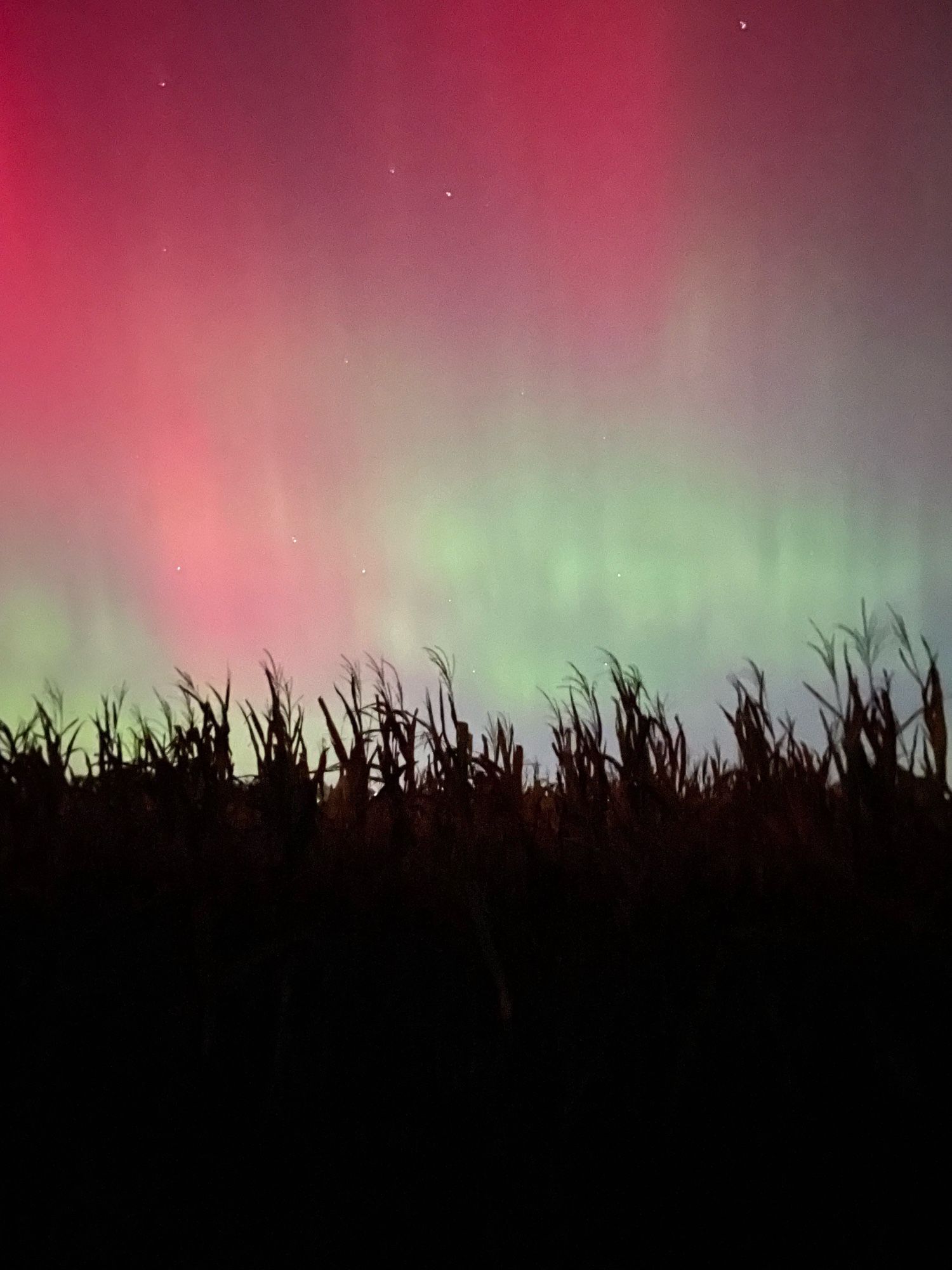 Tha aurora borealis, streaks of reds and greens. In the foreground is the silhouette of feed corn ready for harvest. In the aurora you can barely make out Ursa Major. In the upper right corner is Polaris.