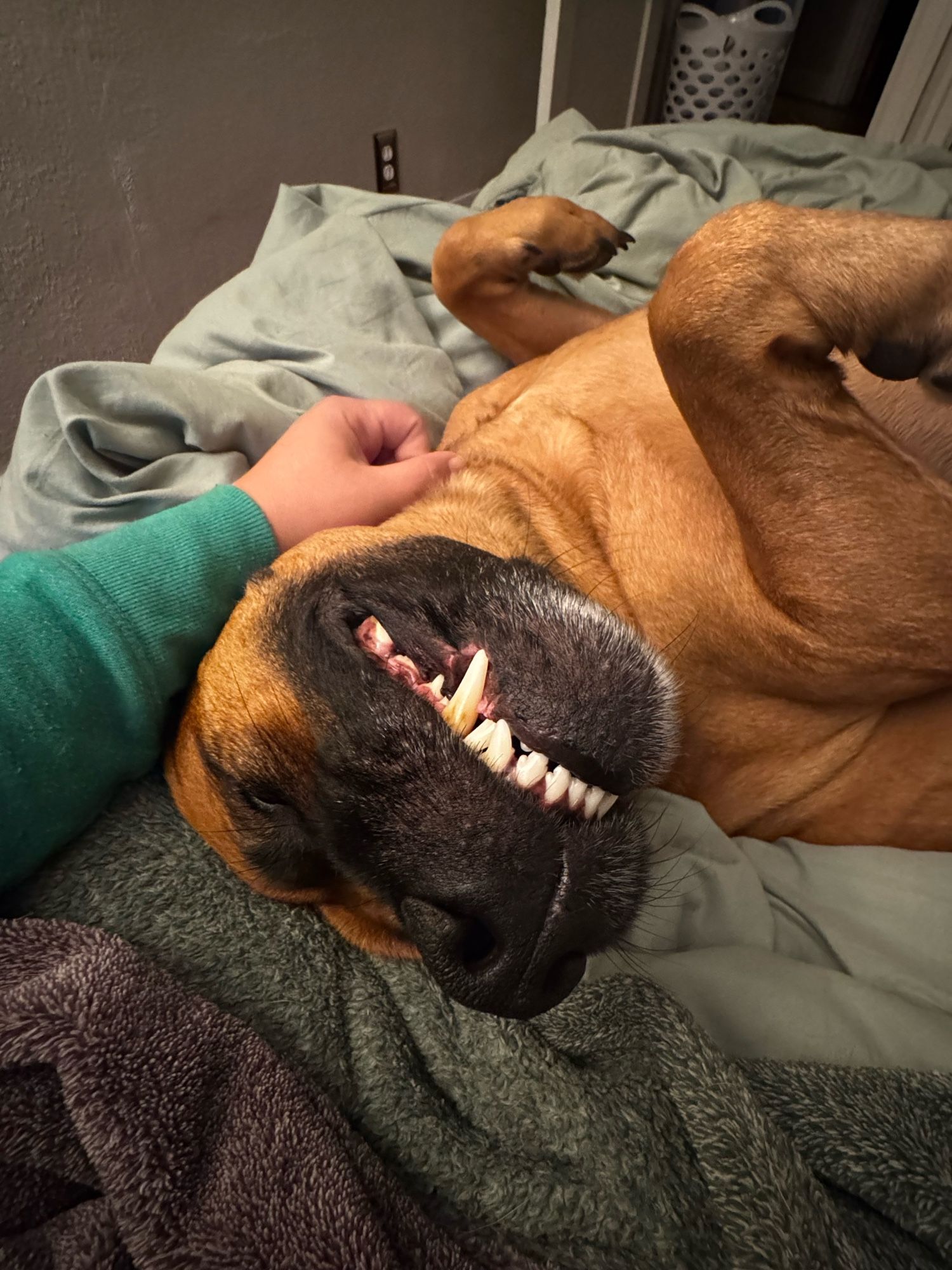 Dog laying on his back, big scary teeth exposed