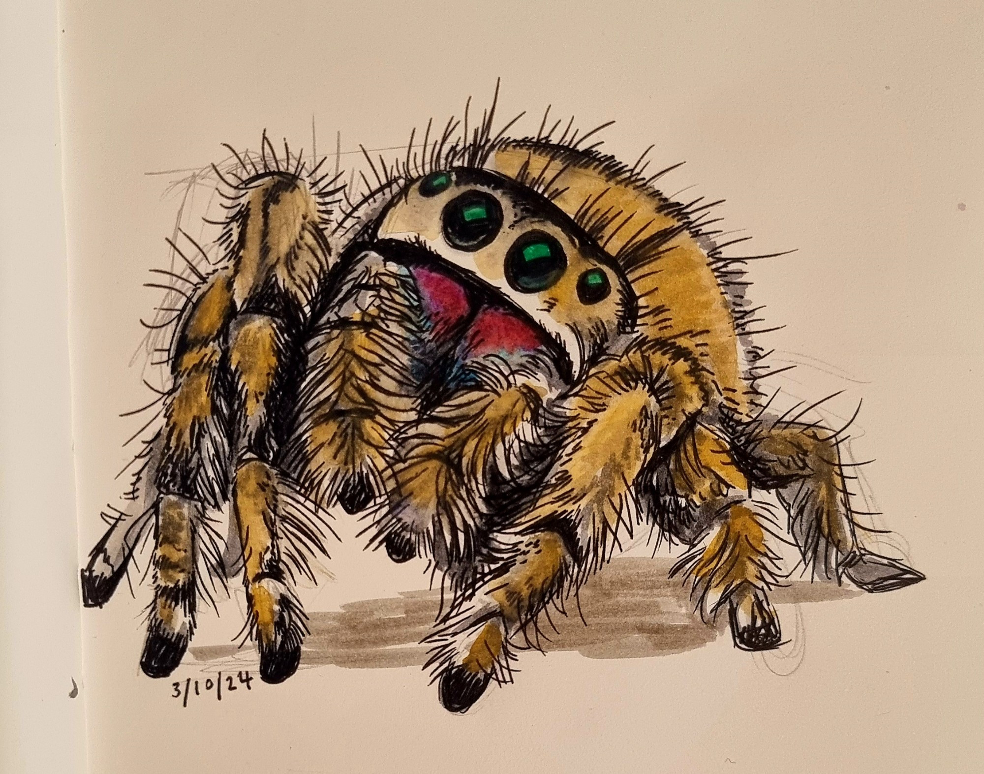 An ink, marker and watercolour drawing of a jumping spider.