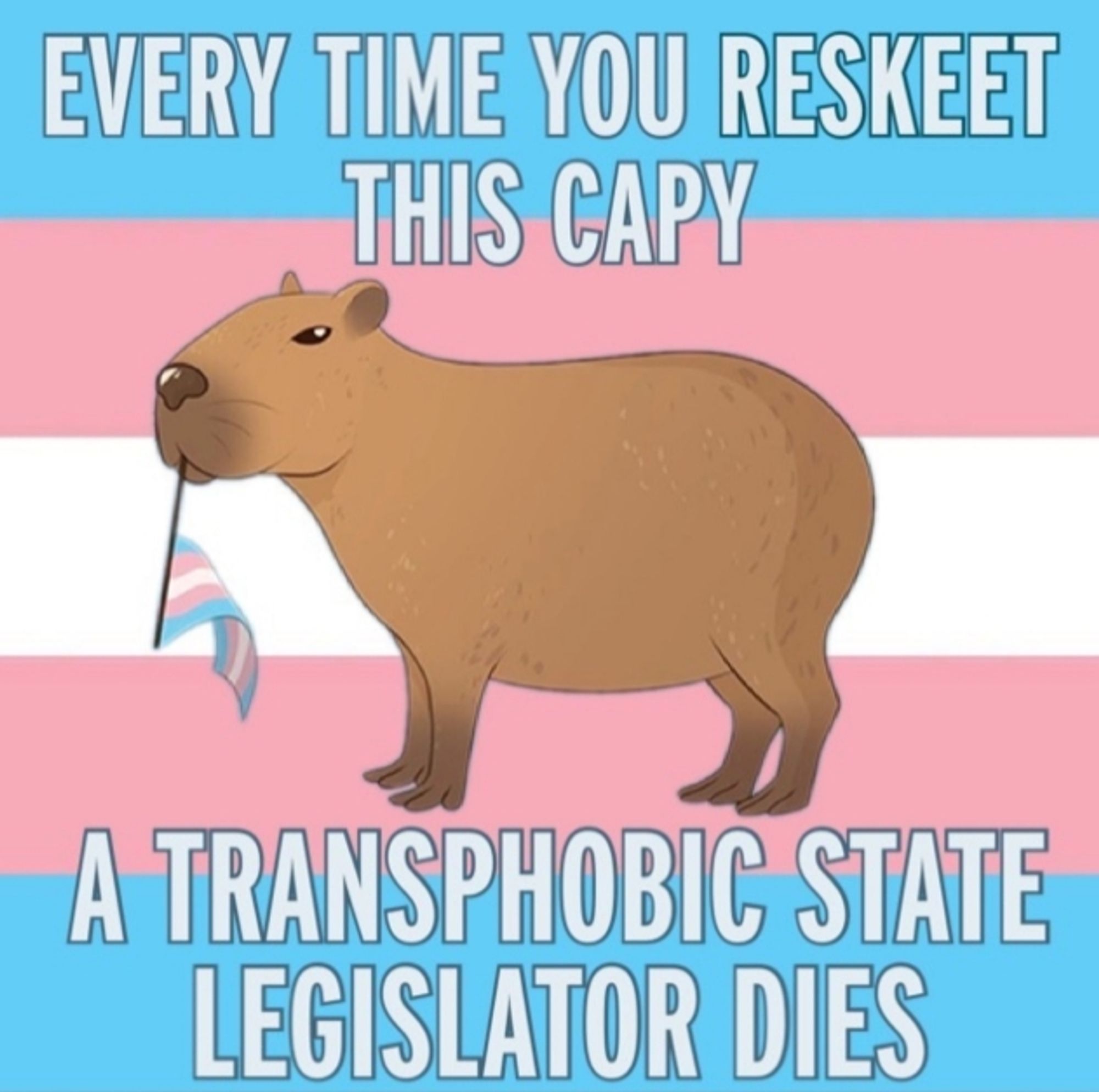 a capybara on a trans pride flag background with the text

"EVERY TIME YOU RESKEET THIS CAPY

A TRANSPHOBIC STATE LEGISLATOR DIES"