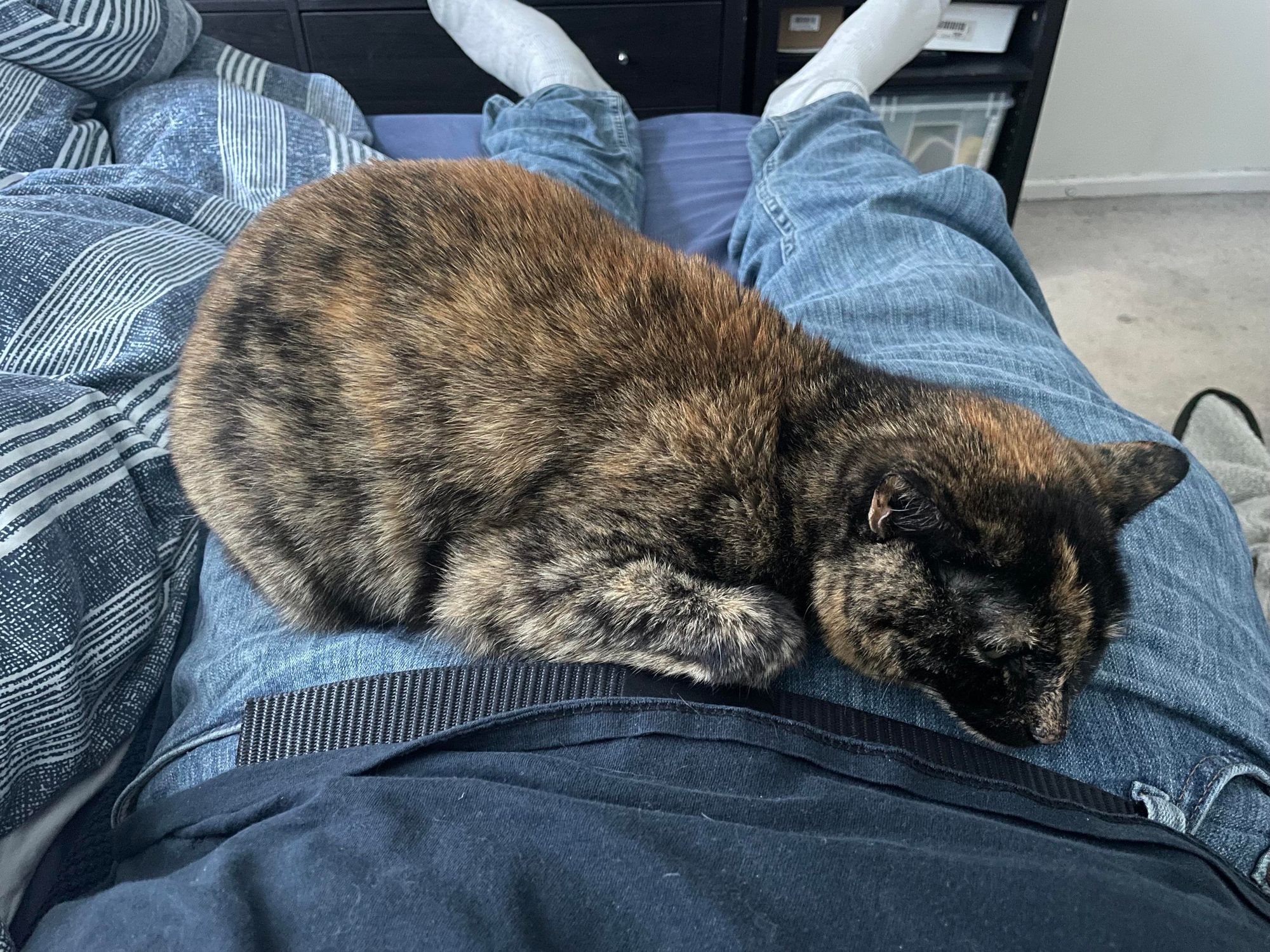 A photo of a tortoiseshell cat sleeping on my lap. I’m laying on my bed, and the cat is sleeping on my jeans on my outstretched legs