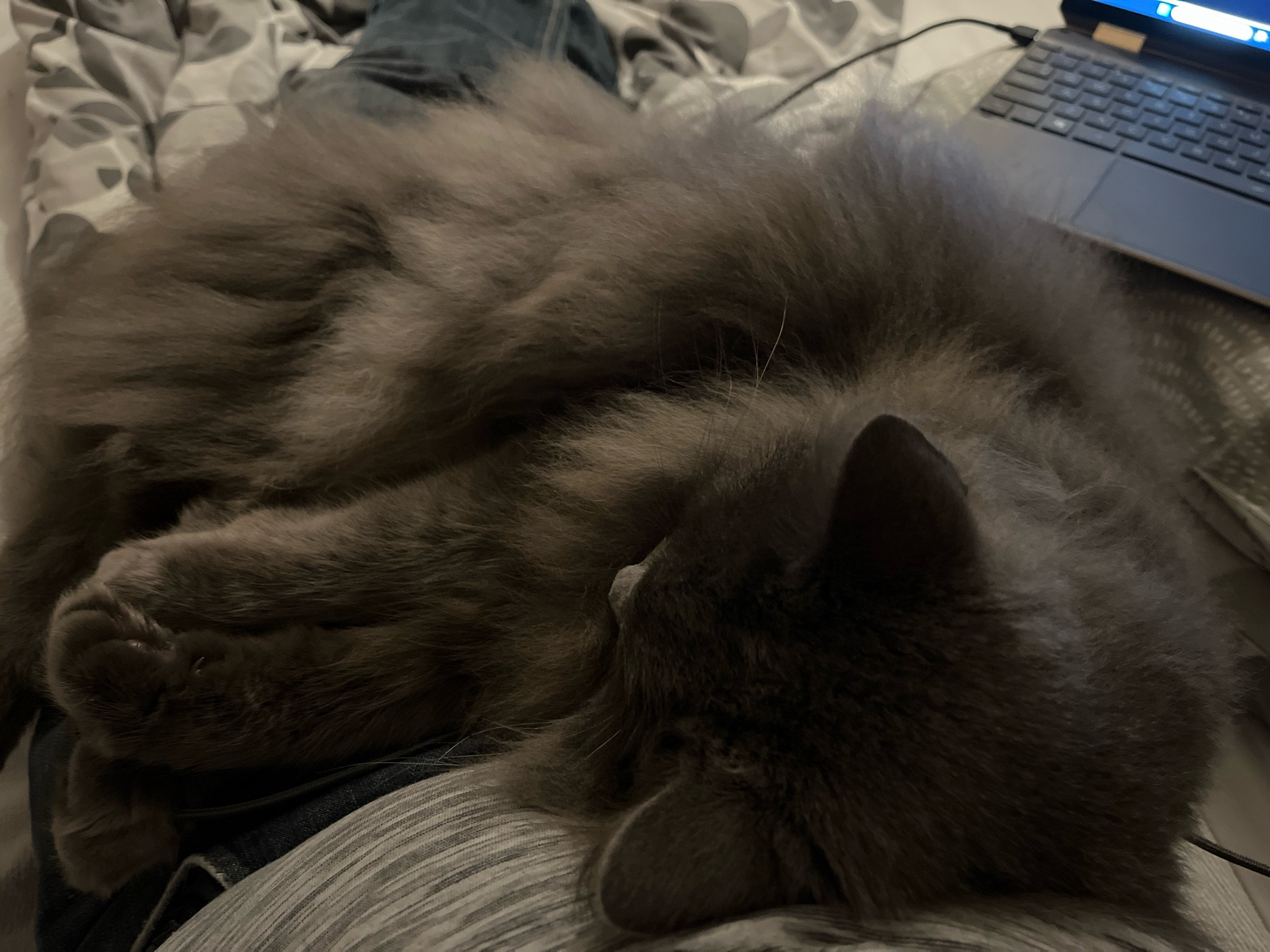 Large fluffy grey cat soundly asleep on my lap like he’s been for more than an hour now. Forlorn laptop in the background, unused.