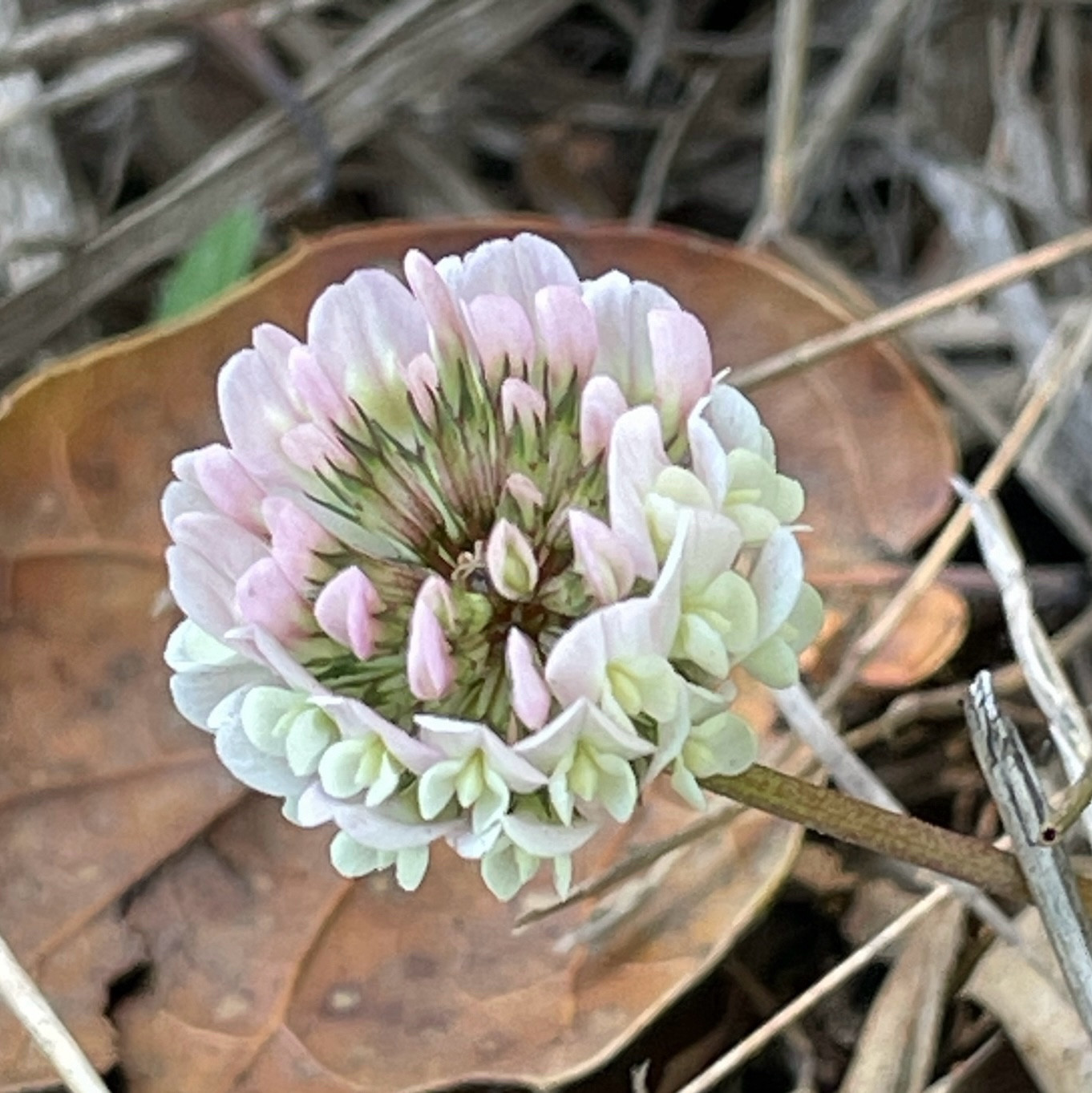 Single clover blossom with pinkish to white florets