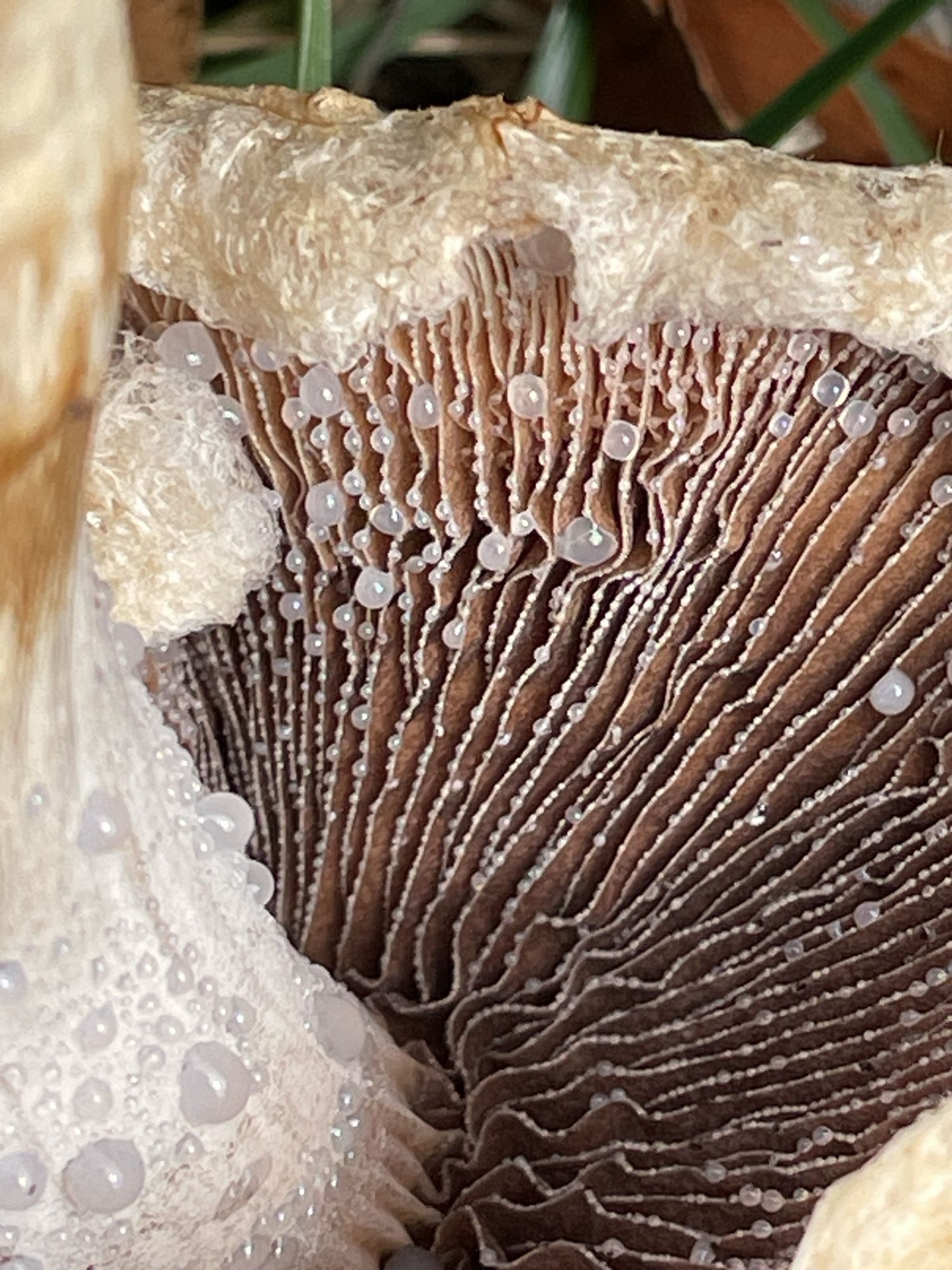 Gills and part of the stem showing guttation.