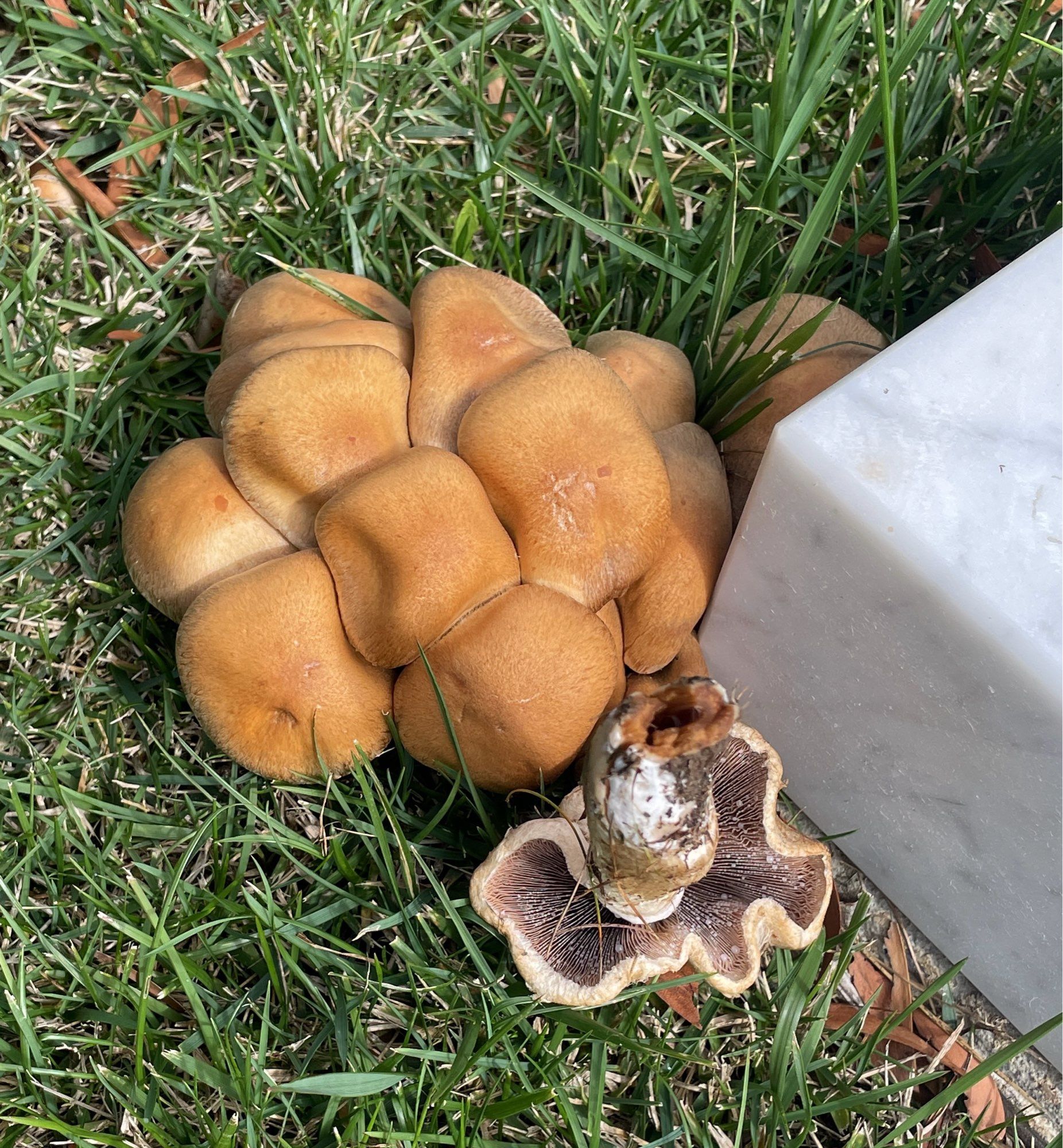 Same clump with the harvested mushroom flat on its back showing the extreme curves of the cap.