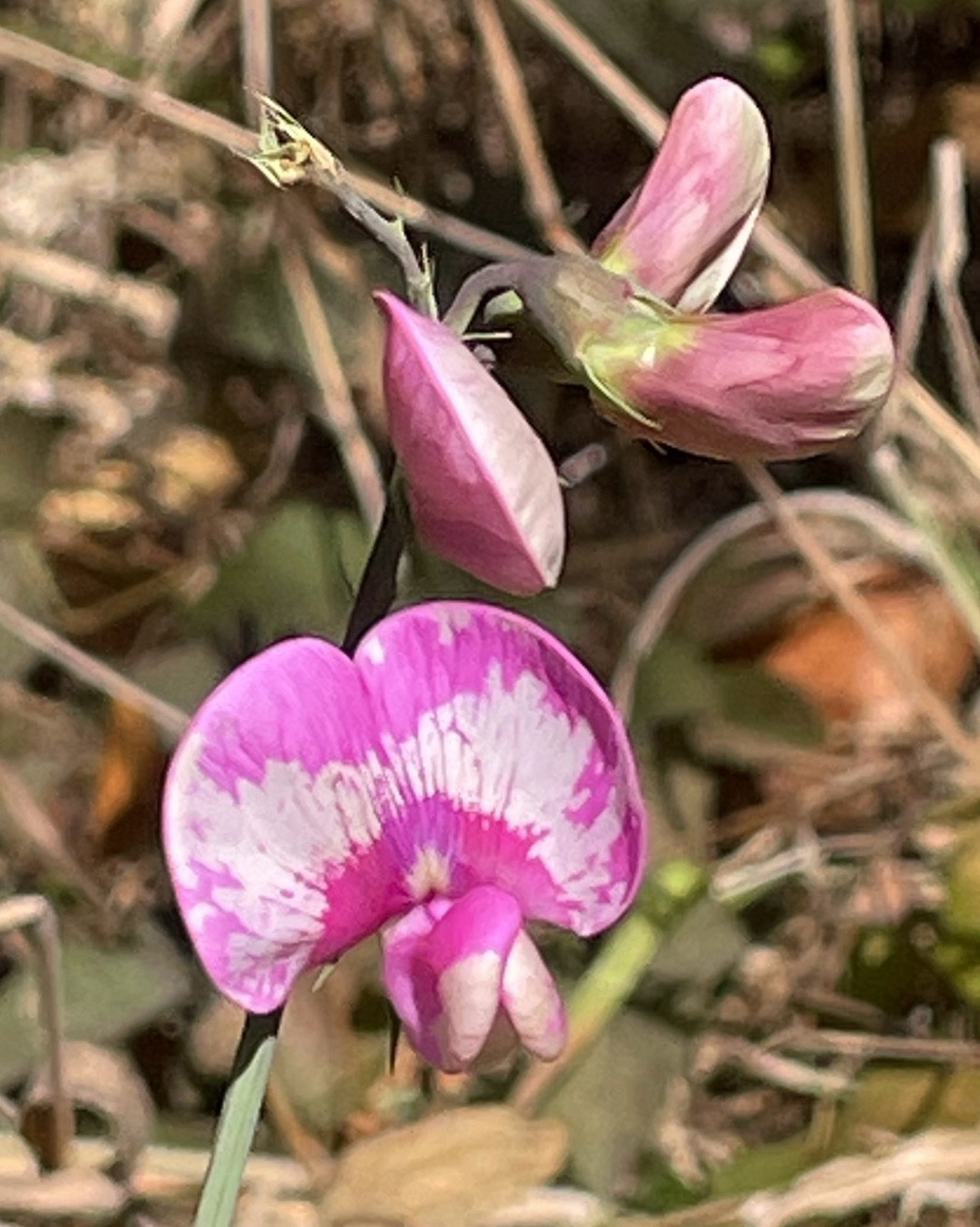 Pink and white sweet pea flower and what looks like either unopened buds or immature pea pods. I don’t know which.