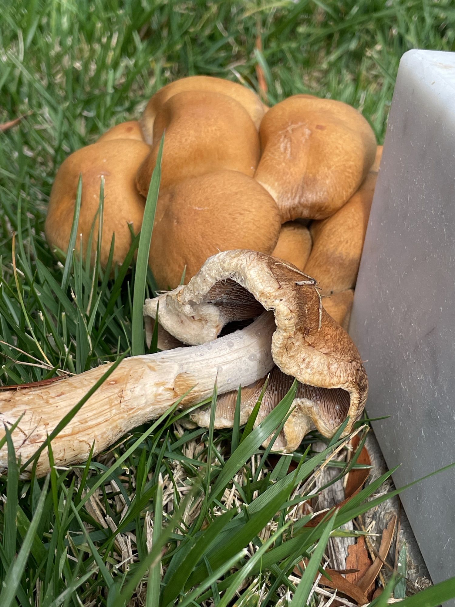 Clump of orange mushrooms with one lying on its side, showing the crinkly rim of the cap.