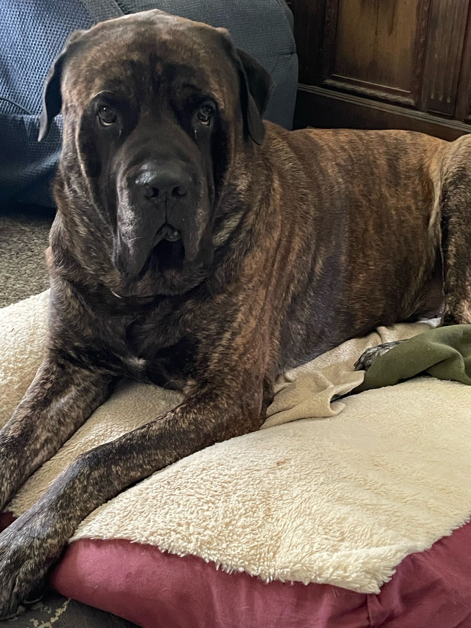 Gideon, 195 pounds of dog. He’s a black and apricot brindle mastiff and is a sweet puppy boi.