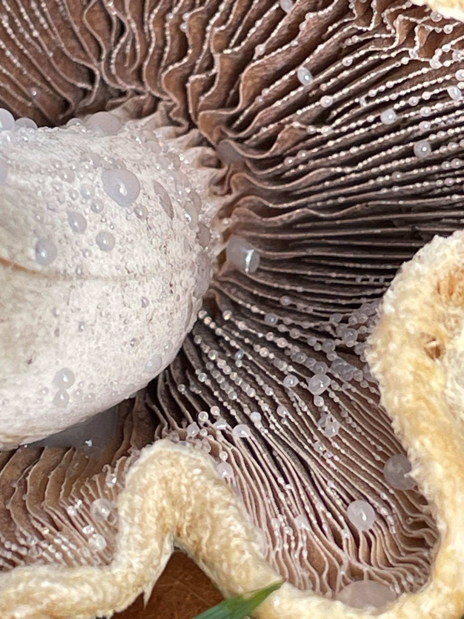 Gills of the mushroom with tiny drops of water sweating out of the gills