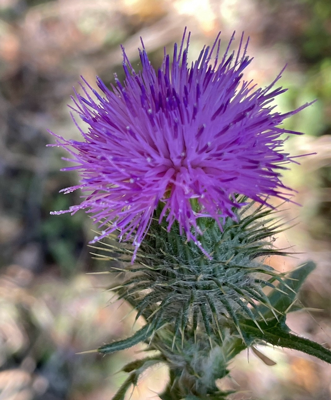 Very spiky purple bull thistle on a spiky green globe which would be considered an artichoke if it was of a larger species of thistle. 
Also, thistles are very closely related to dandelions and sunflowers.