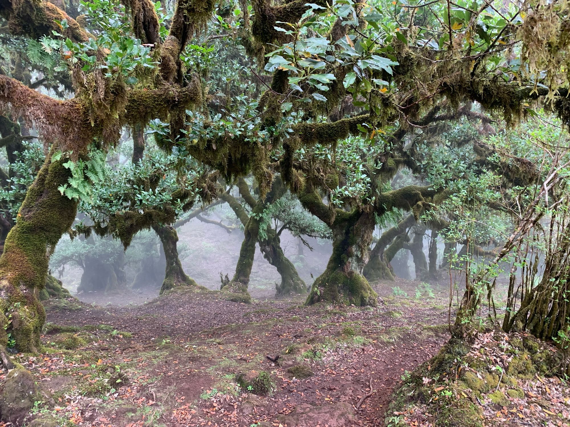 Alte Lorbeerbäume im Nebel…