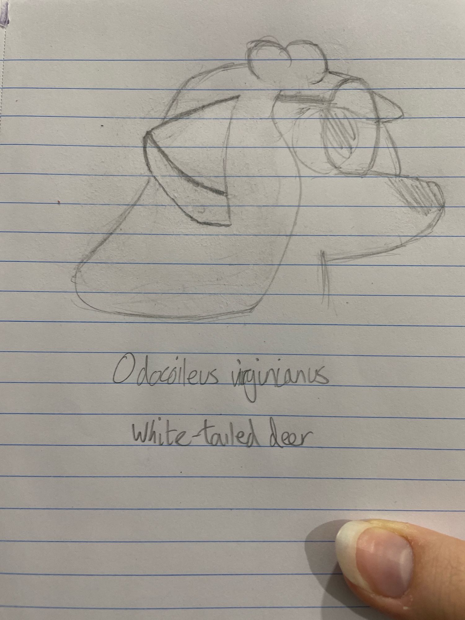 side profile head drawing of my deer fursona. humanoid deer with antlers, big ears, round glasses, big nose, wavy hair to the shoulders. subtitled: “Odocoileus virginianus, white tailed deer”