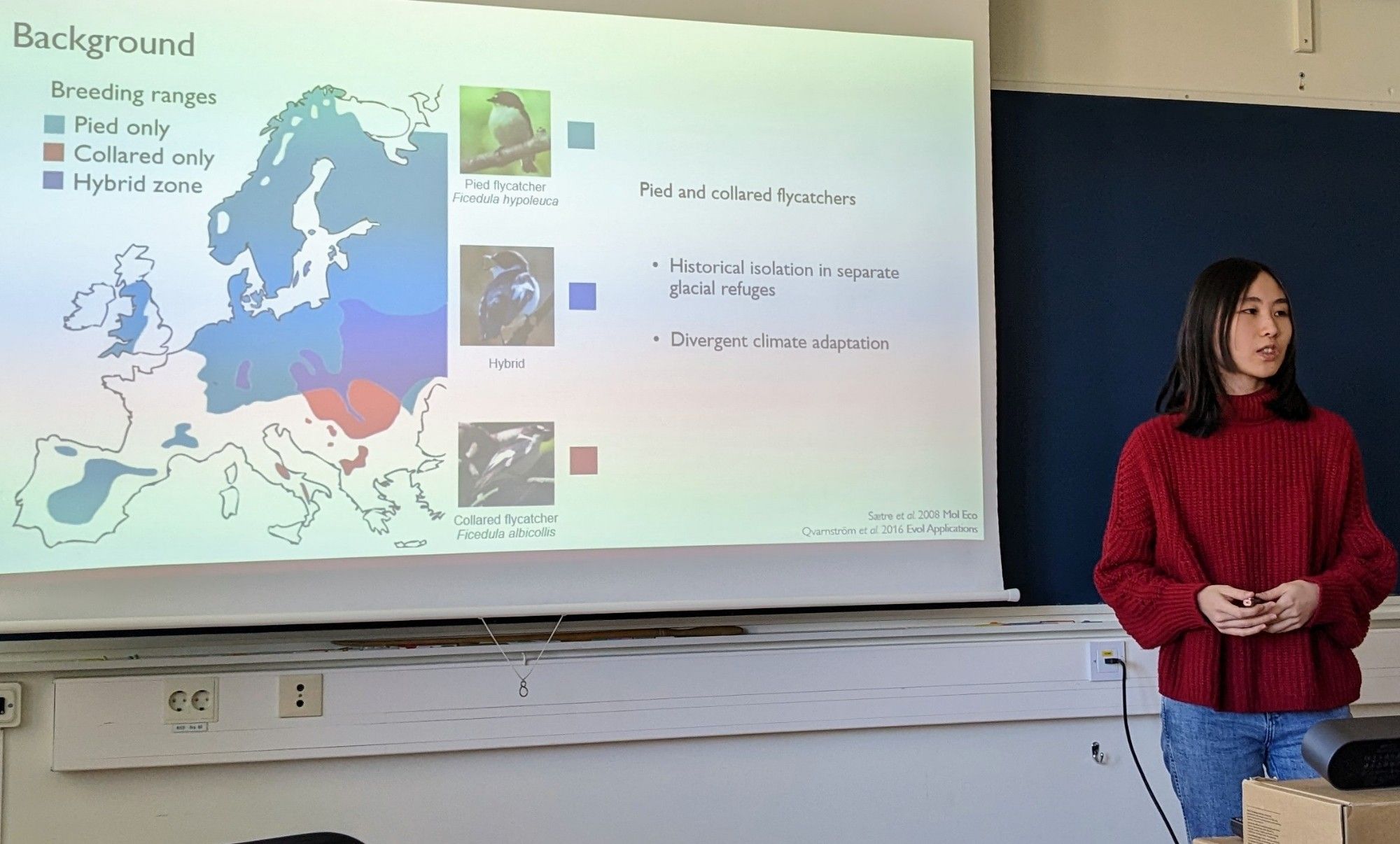 Yishu Zhu in front of a slide with a map of breeding ranges of pied and collared flycatchers and pictures of males of both species as well as an F1 hybrid