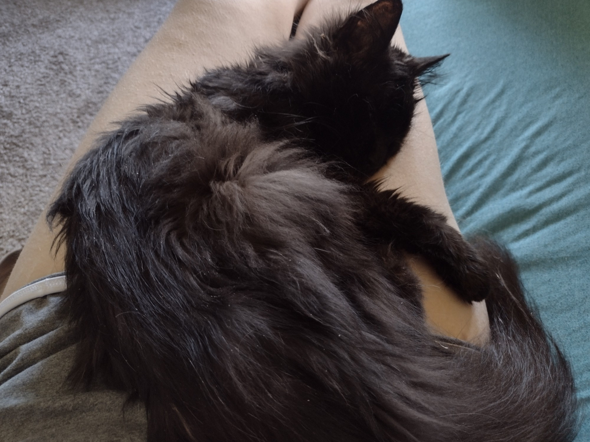 a photo of my black cat crybaby laying asleep on my thighs. he is a long hair, slightly disheveled, with a extra long fluffy tail.