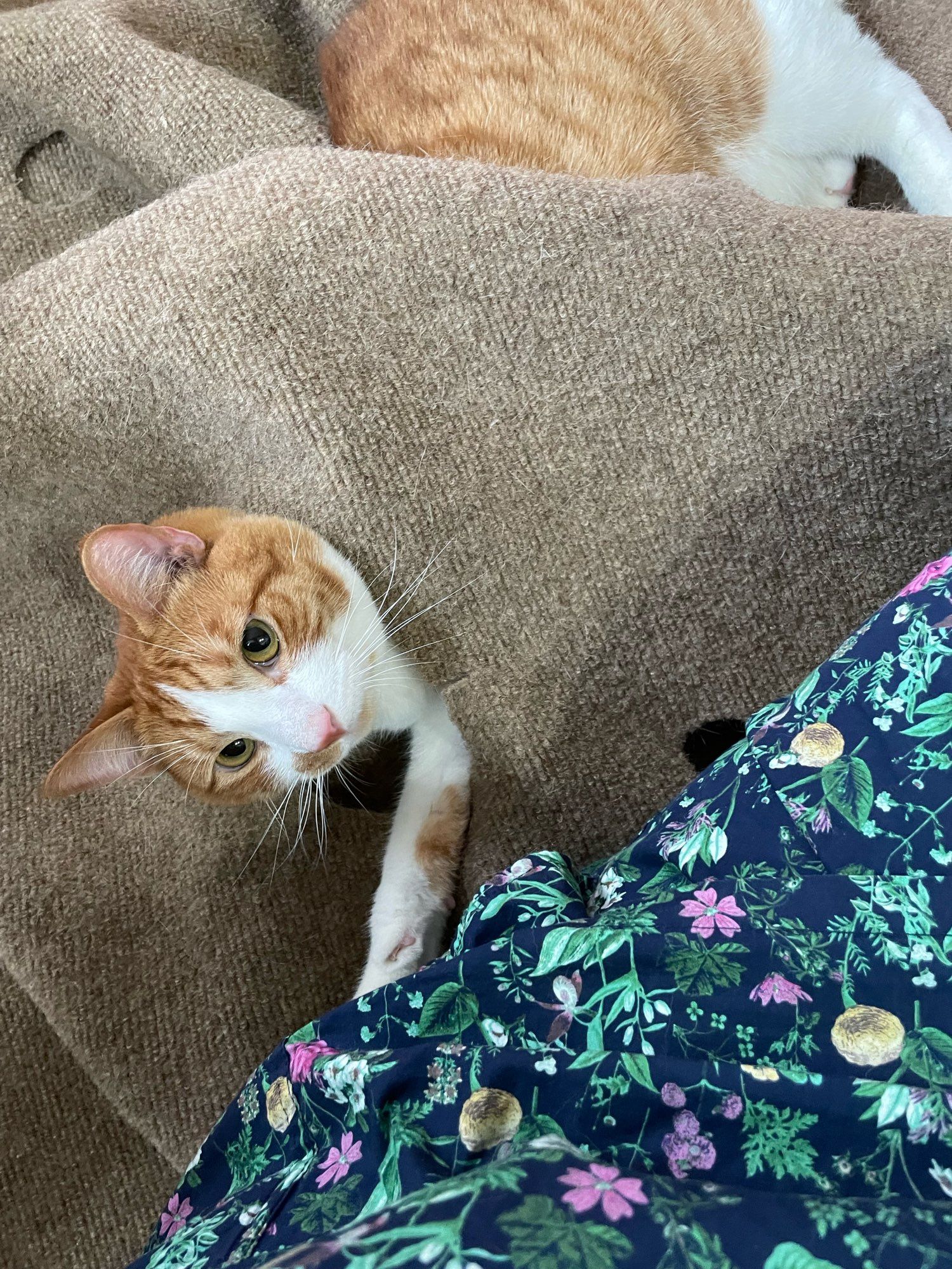 Sherman the orange and white tabby has threaded himself through to openings in a beige cat rug. His butt and back legs or sticking out at the top of the picture. His head and one front paw have popped out of a hole in the rug about halfway down. His paw is poking my pajama-clad hip. Sneaksy Sherman.