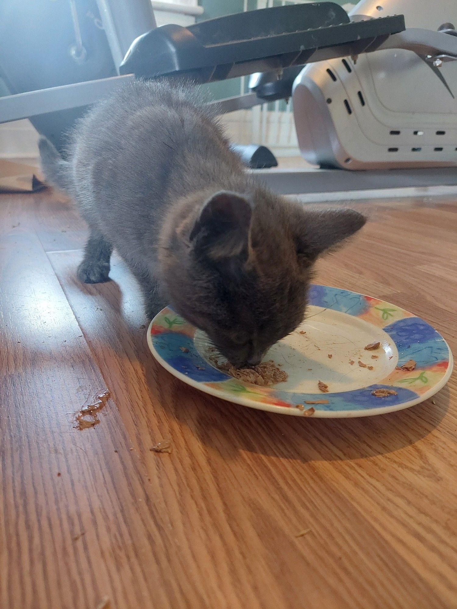 Photo of a little gray kitten messily eating from a plate. She's already gotten some food on the floor.