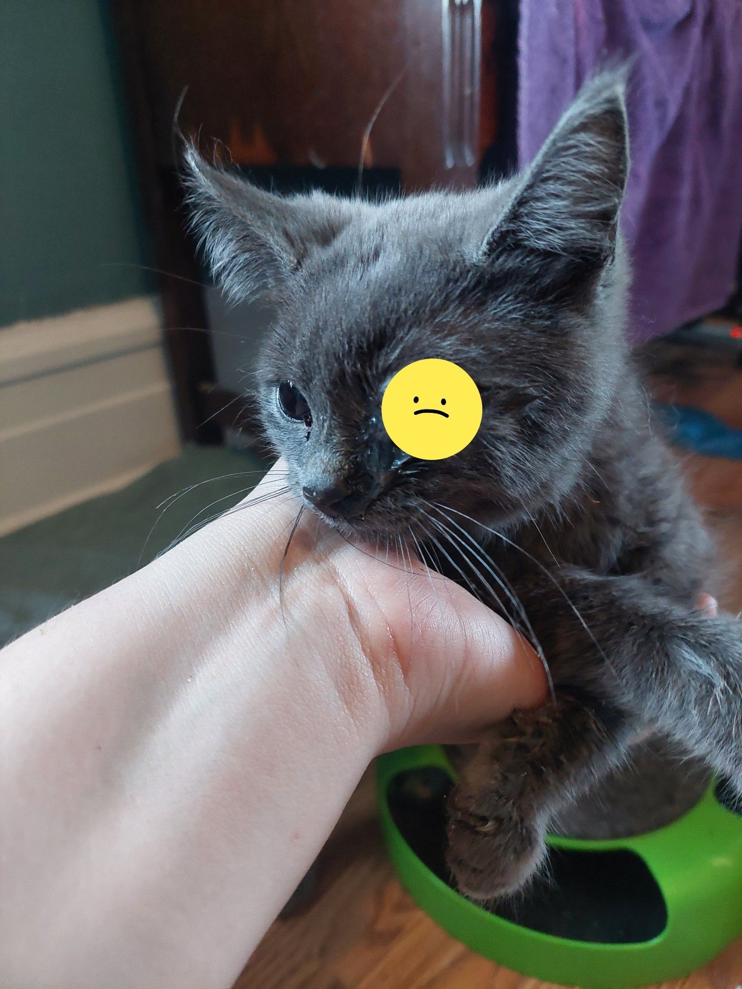 Photo of a gray kitten being supported by one hand. There is a phone sticker of a frowny face covering her left eye to hide bad conjunctivitis.