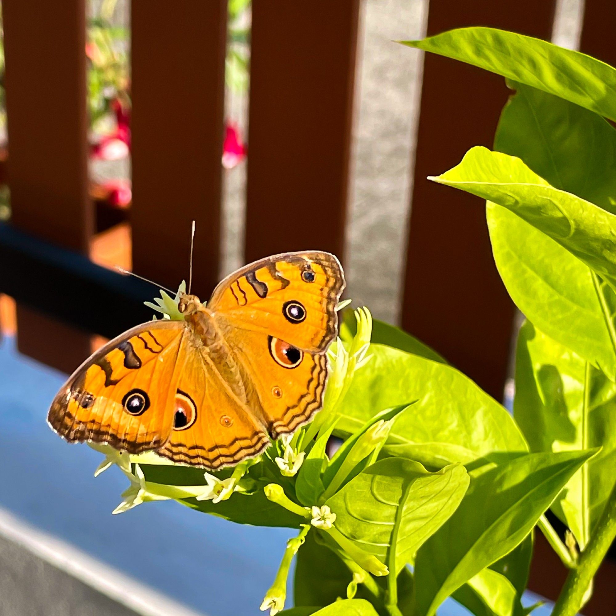 An orange butterfly with an eye marking on each of its four wings, small dark bars on the top edge of its wings and three lines running along its trailing esge in a series of small curves. It sits on the green leaves of a plant with small white flowers.