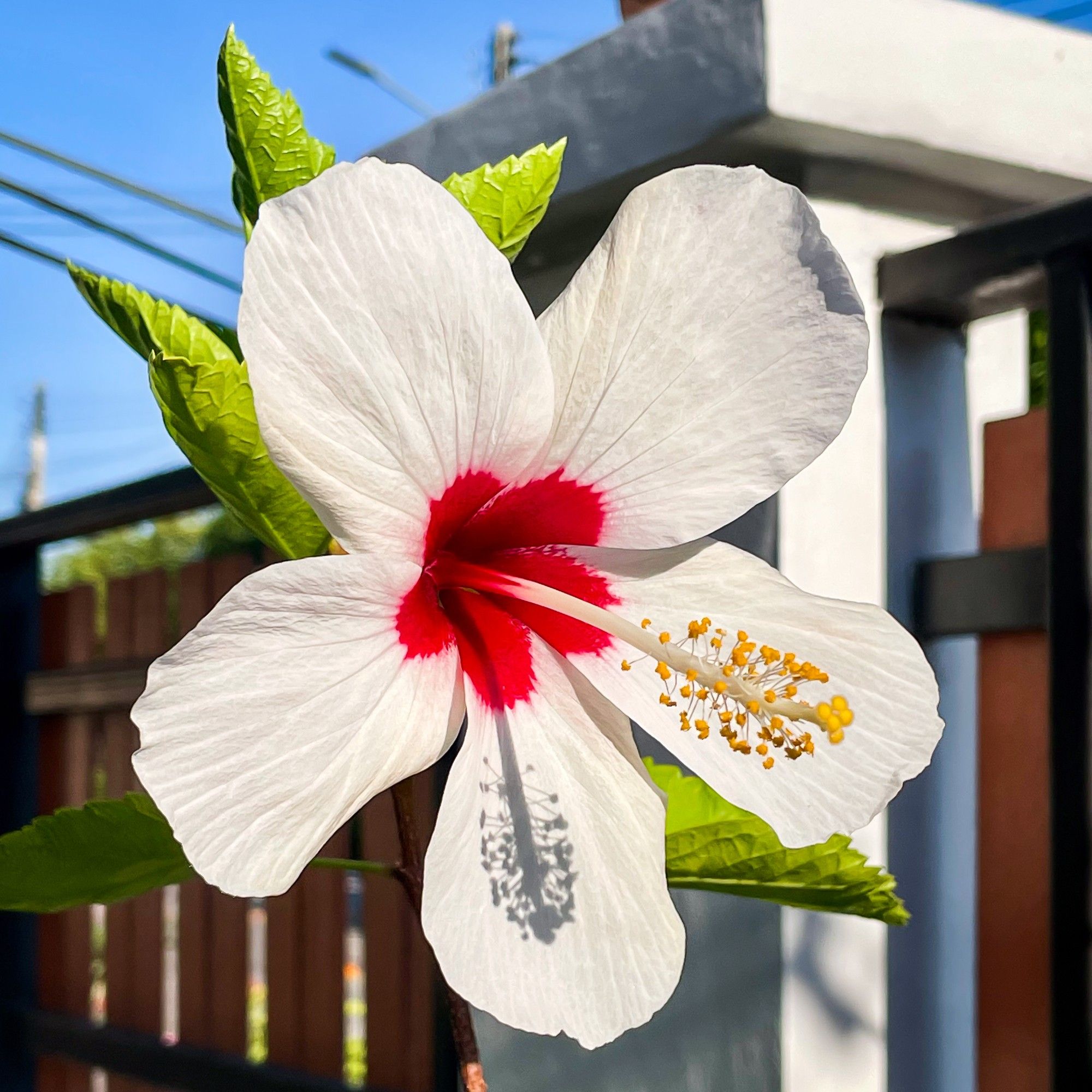 A white hibiscus flower with a red centre, seen from the front, showing the large white petals catching the full sun. The yellow stamen extends from the red centre and casts a crisp shadow on one of the petals.  The green leaves of the plant also catch the sun behnd the flower.