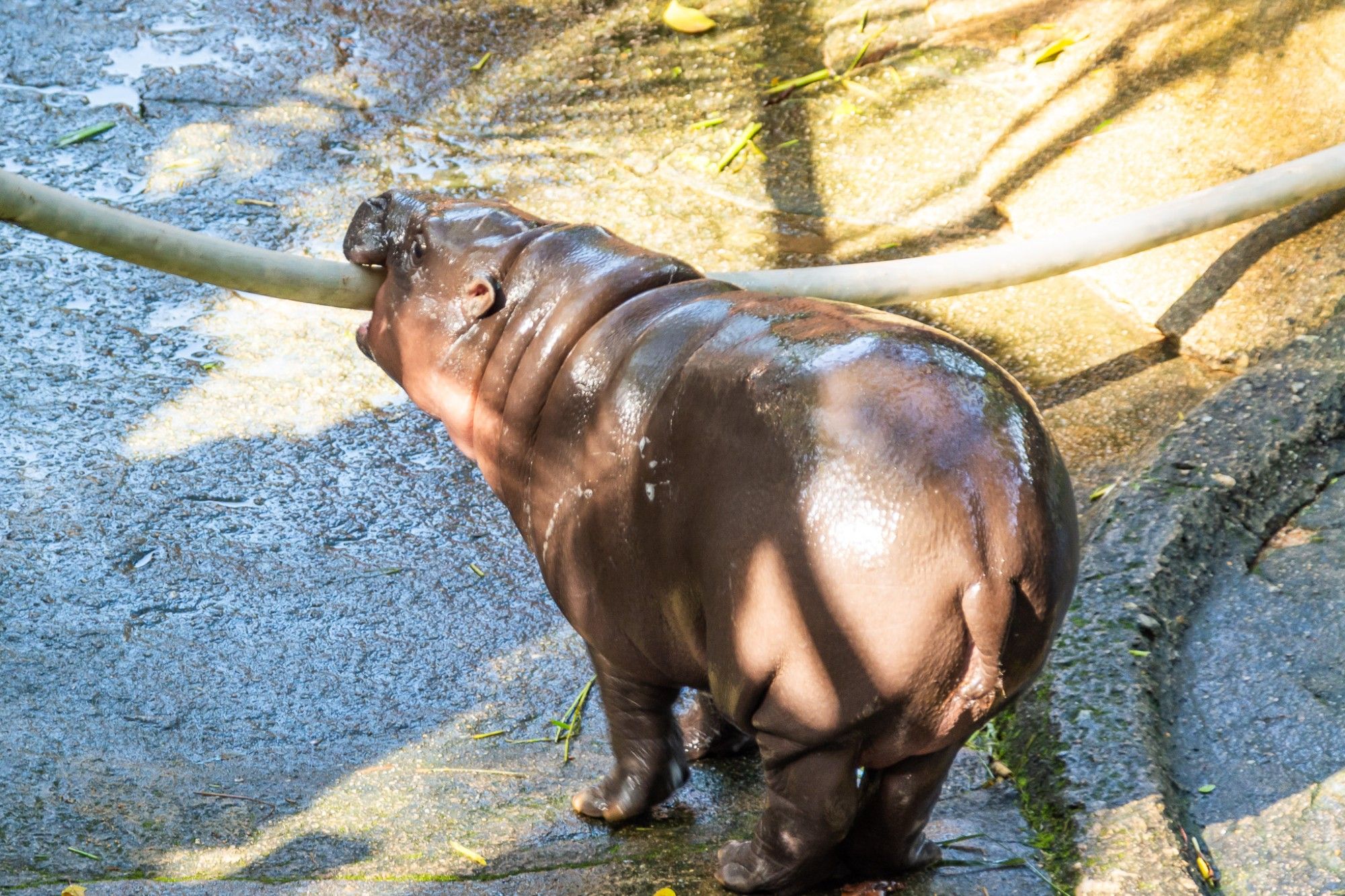 Moo Deng, a baby pygmy hippo, bites on the water hose that the zoo attendant is using to clean her enclosure.