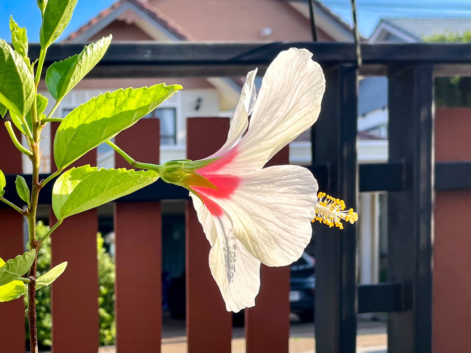 A white hibiscus flower with a red centre, seen from the side and slightly behind, showing the large white petals catching the full sun. The yellow stamen extends beyond the petals and the green leaves of the plant also catch the sun.