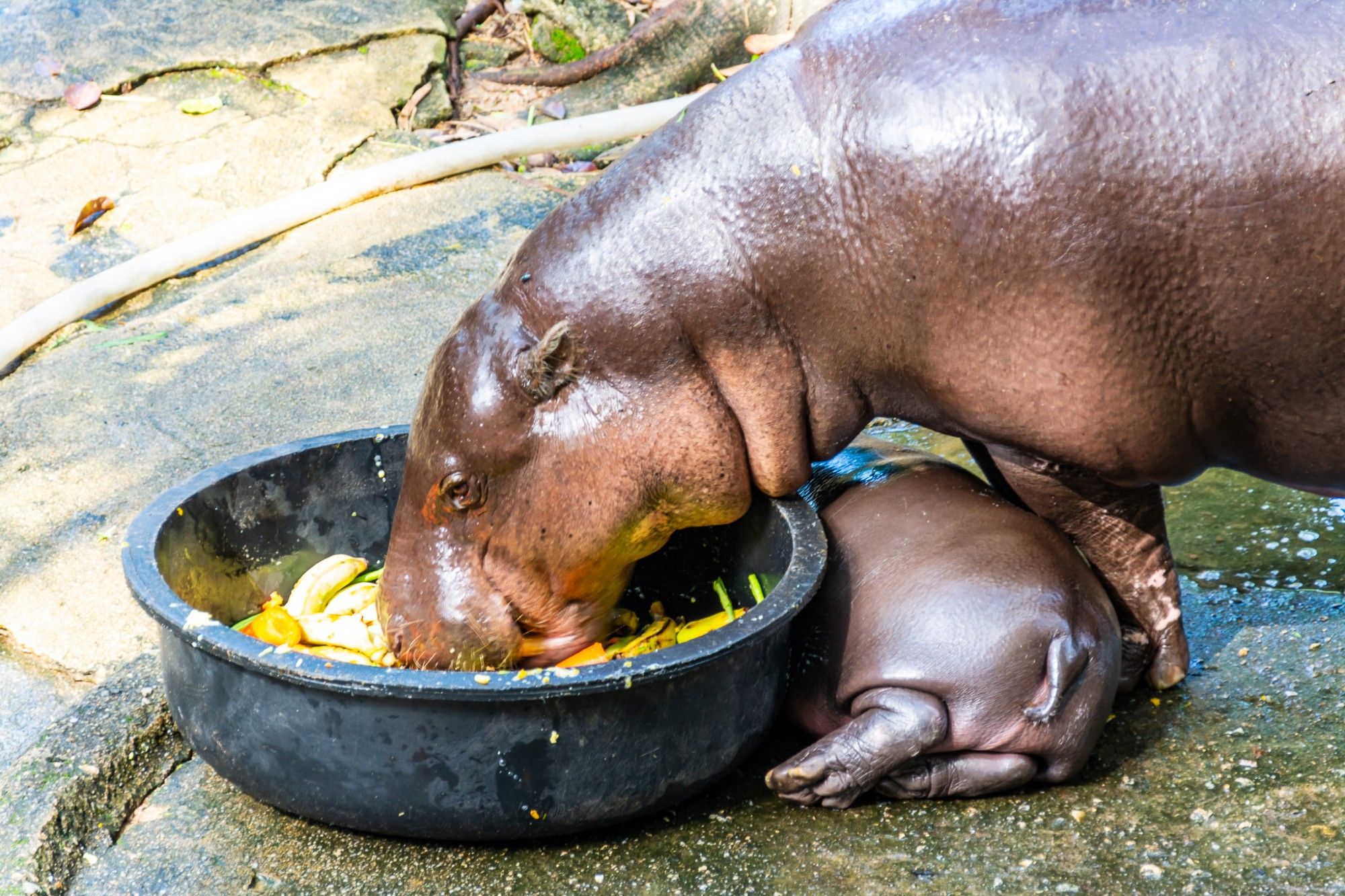 Moo Deng lies with her back towards us next to a big bowl of fruit. Her mum, called Jona, stands over her, feeding from the bowl.