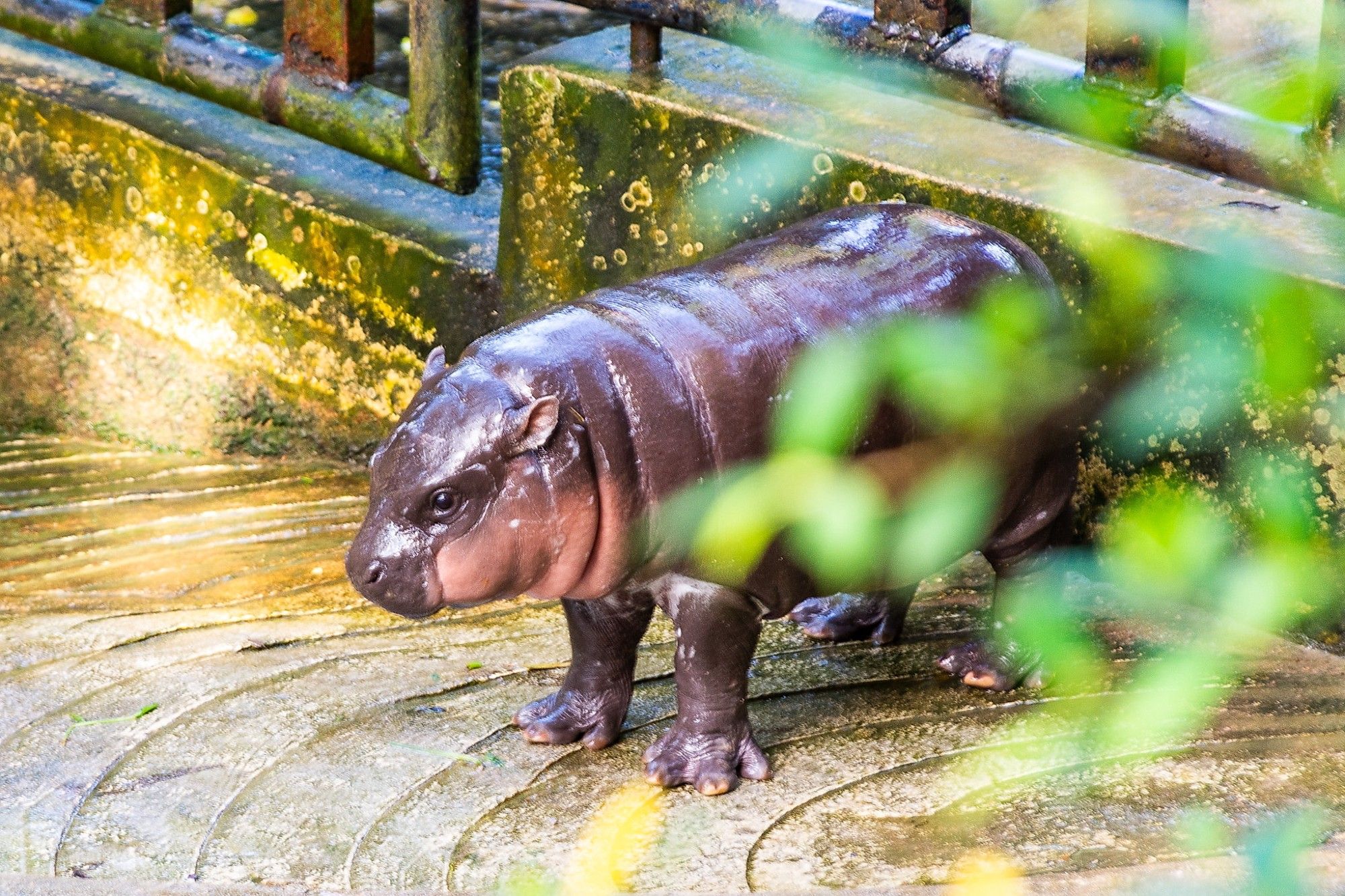 Moo Deng, a baby pygmy hippo, stands in her enclosure, contemplating her next move. She is brownish-purple all over with pale pink cheeks and under her neck.