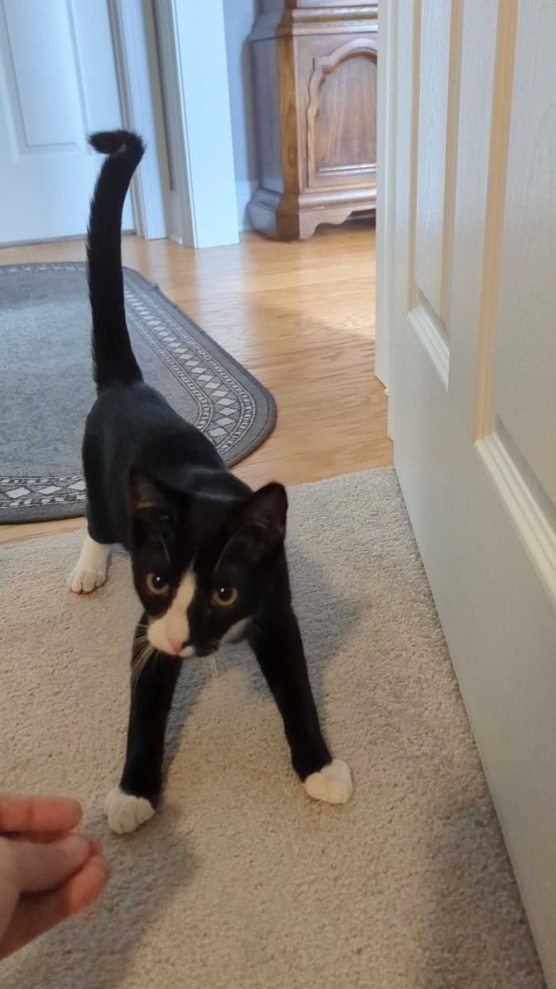 A skinny black and white kitten in a splayed stand is looking at a hand with great interest