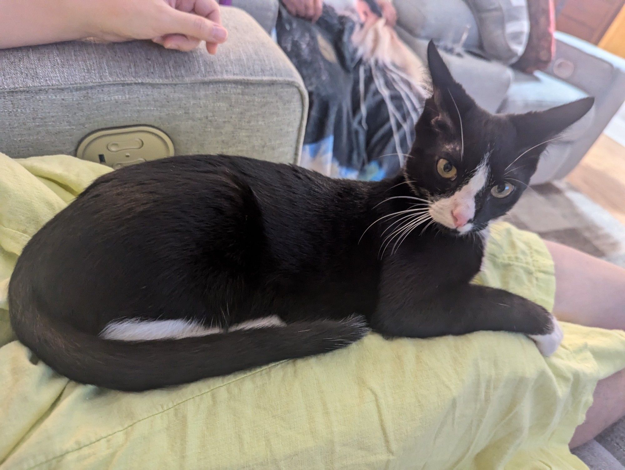 A skinny, black and white kitten sitting on a person's lap