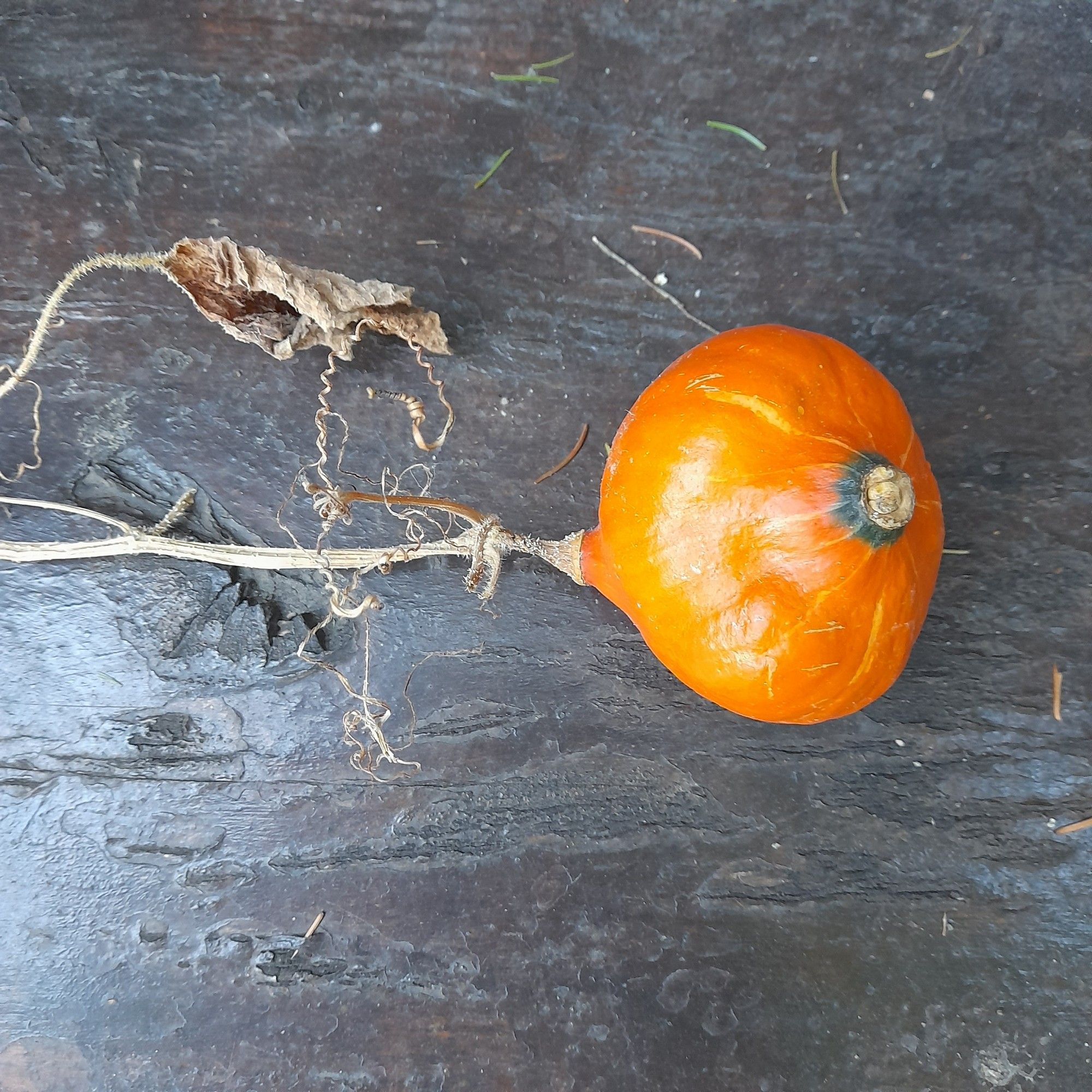 foto von dem gezeichneten kürbis hokkaido,leider nur 7 cm ,aber selbst ,,gross gezogen"und er leuchtet in einem schönen orange.....

: )