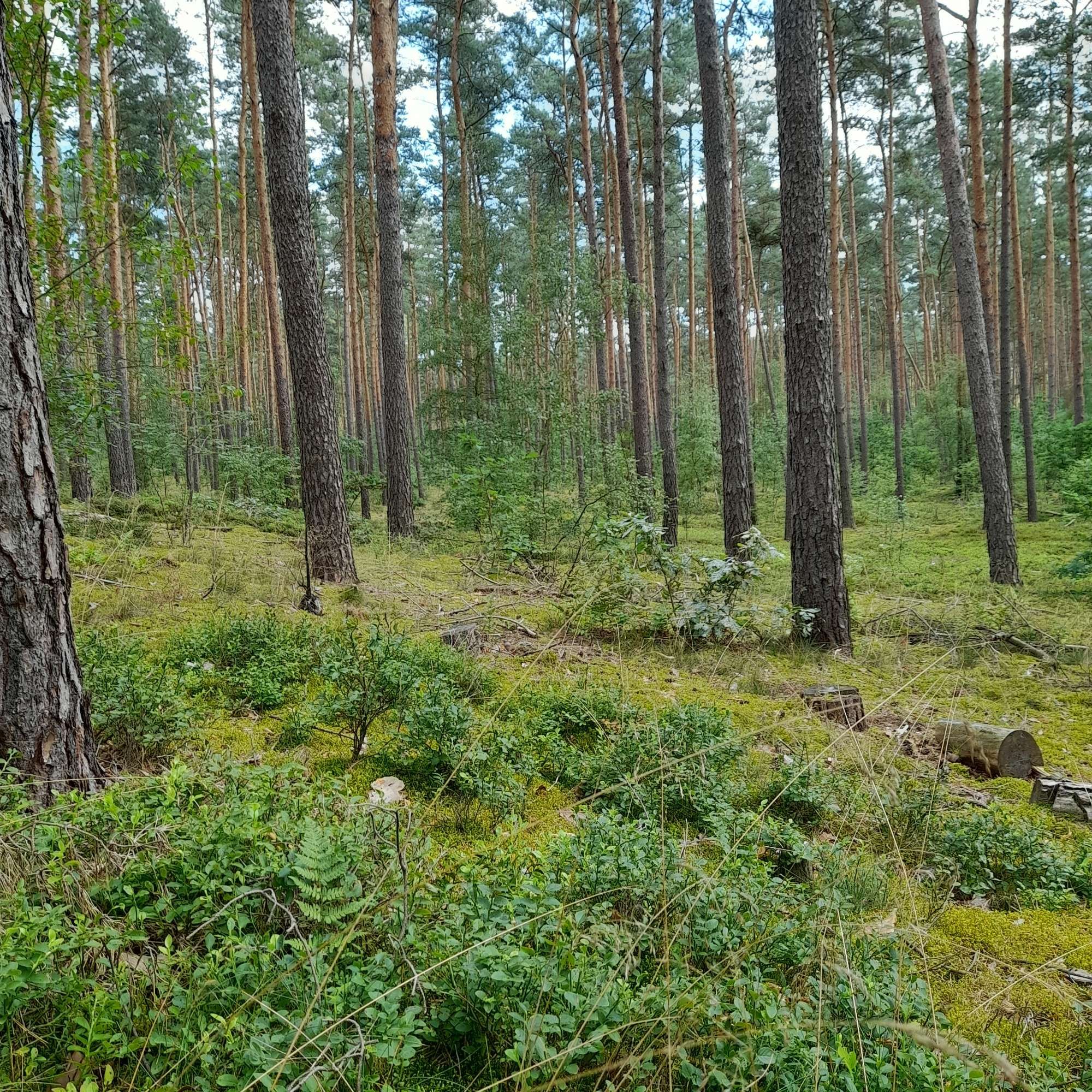 zu sehen, ein stück mischwald,in brandenburg mit schönenem weichen moosboden....