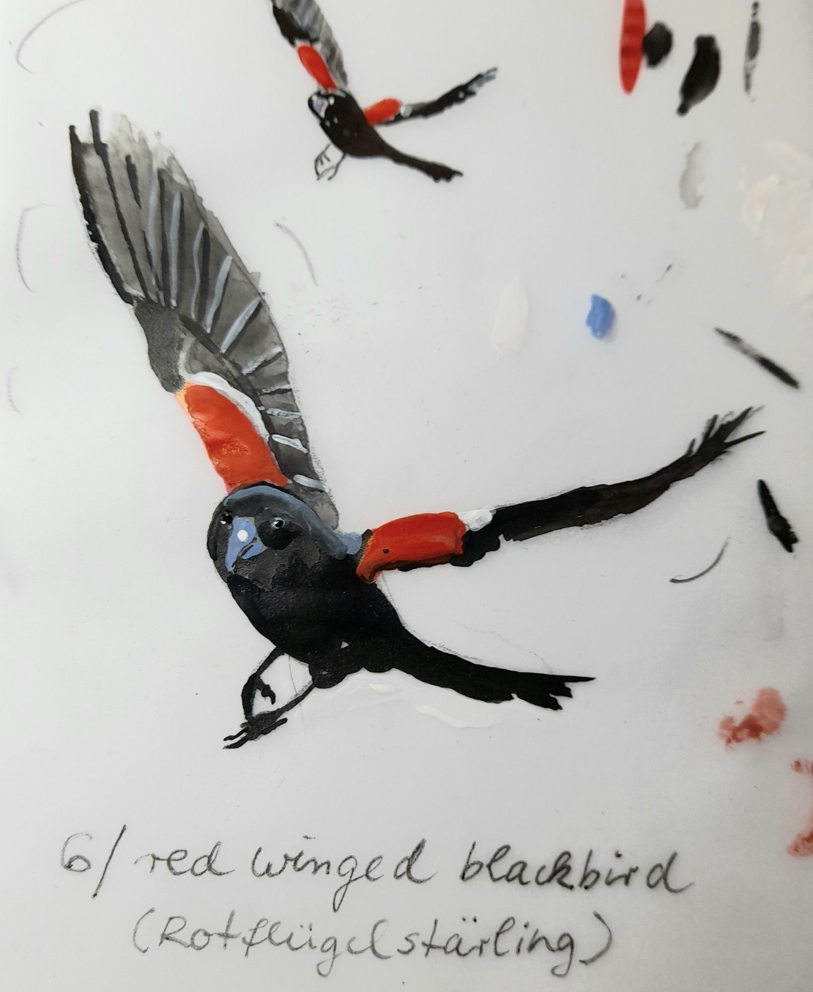 skizze von einem rotflügelstärling ,im flug.  .  

schwarzer vogel mit knallroten leuchtflecken ,am flügelansatz

tusche und aquarellfarbe