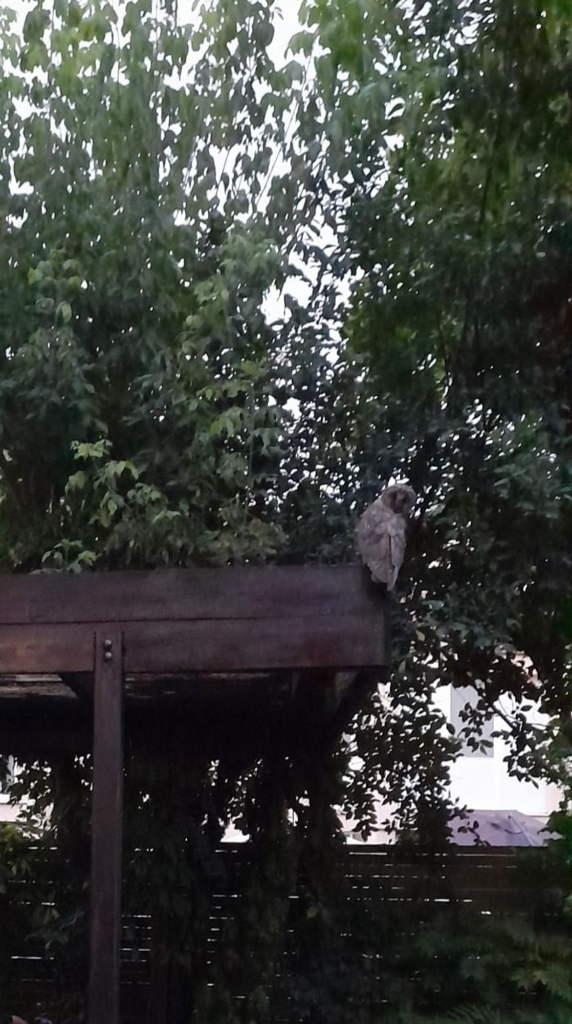 ...1 waldkauz im garten ,leider kein gutes foto, aber das war so ein schönes erlebnis....:)

insgesamt haben uns 3 besucht ,nach 2 tagen waren sie leider wieder verschwunden....