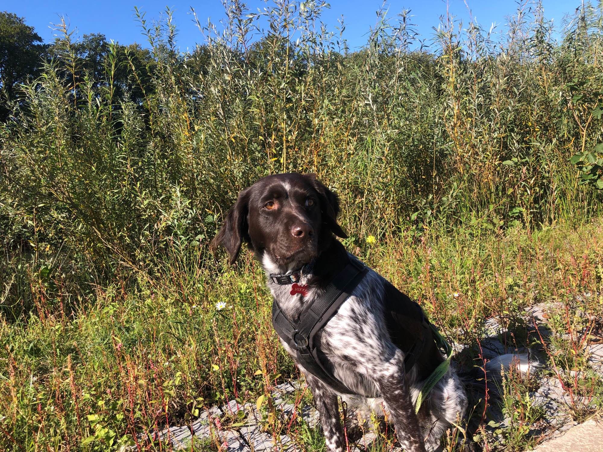 Hond Heidewachtel zit in het groen