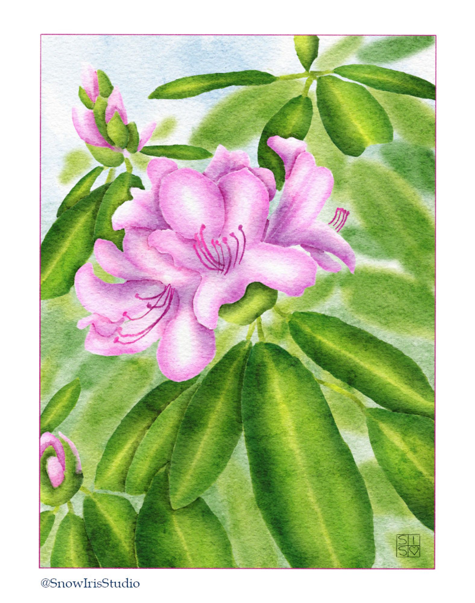 Digital watercolor art of pink azaleas done in Procreate.