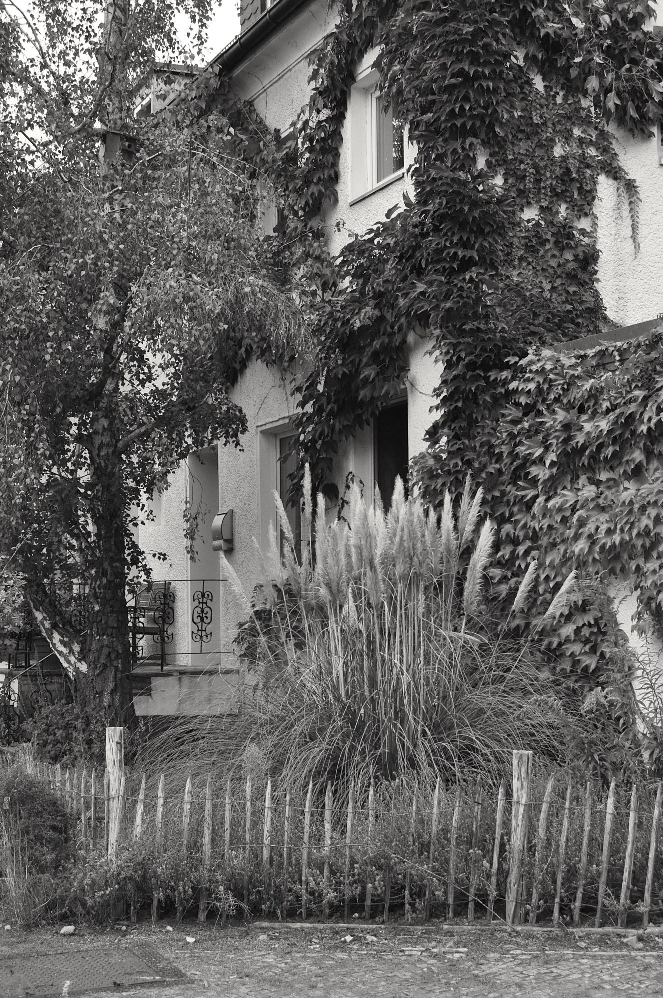 s/w. links birke, rechts efeubewachsenes helles haus. davor im vorgarten schilf und wiederum davor ein kliener gartenzaun aus aneinandergebundenen 25cm langen pflöcken, die am oberen ende zugespitzt sind.