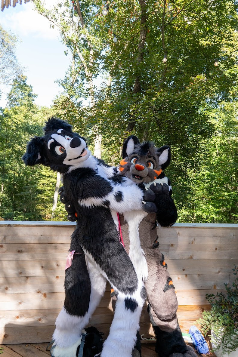 A dog and a stripey yeen in the woods