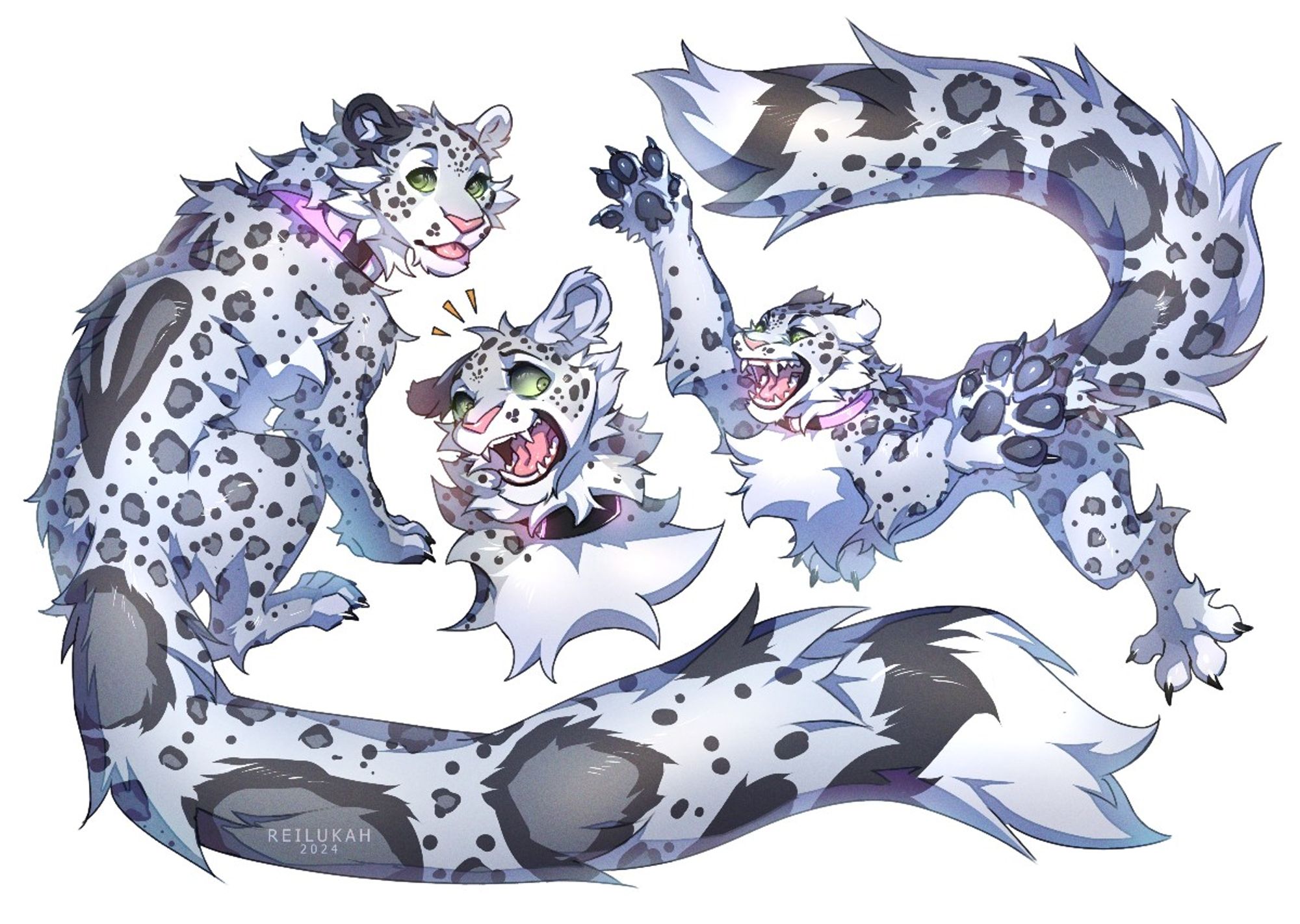 Colored Sketch page for kieran! Featuring their Snow leopard OC, starting from the left pose, siting, looking back at viewer with small blep and big wispy, fluffy tail. Middle Featuring a surprised snep, and right featuring a pouncing snep, paws in the air intent on catching it's prey.