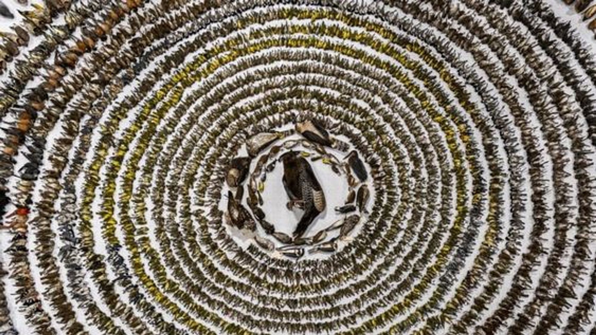 2024's Bird Photographer of the Year
The picture features a wild turkey at its center, surrounded by concentric circles of smaller and smaller birds, including hawks, owls, warblers, blue jays and more.
Patricia Seaton Homonylo/Bird Photographer of the Year