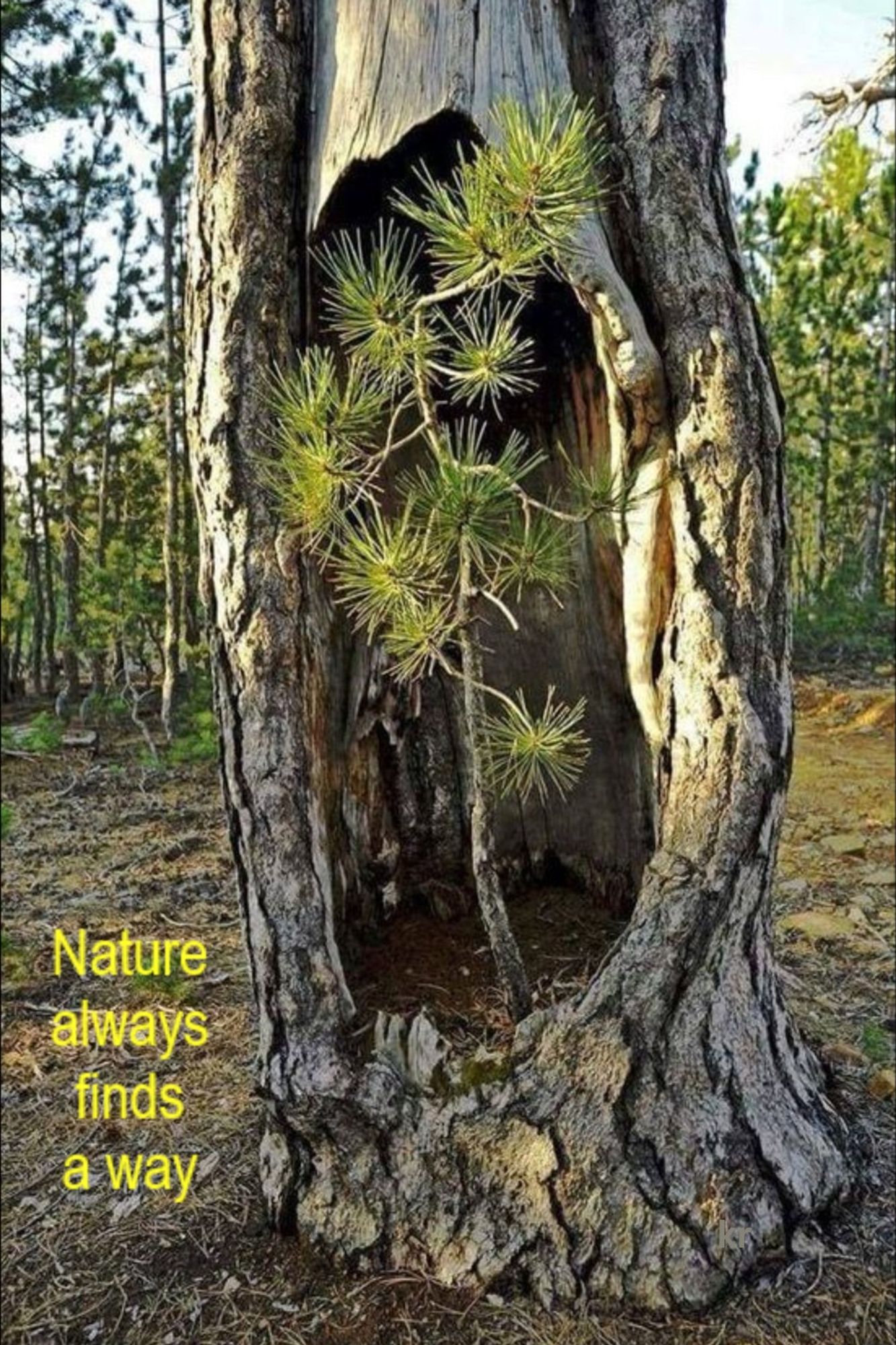 A small tree growing within a hollowed-out tree trunk in a forest. Nature always finds a way.