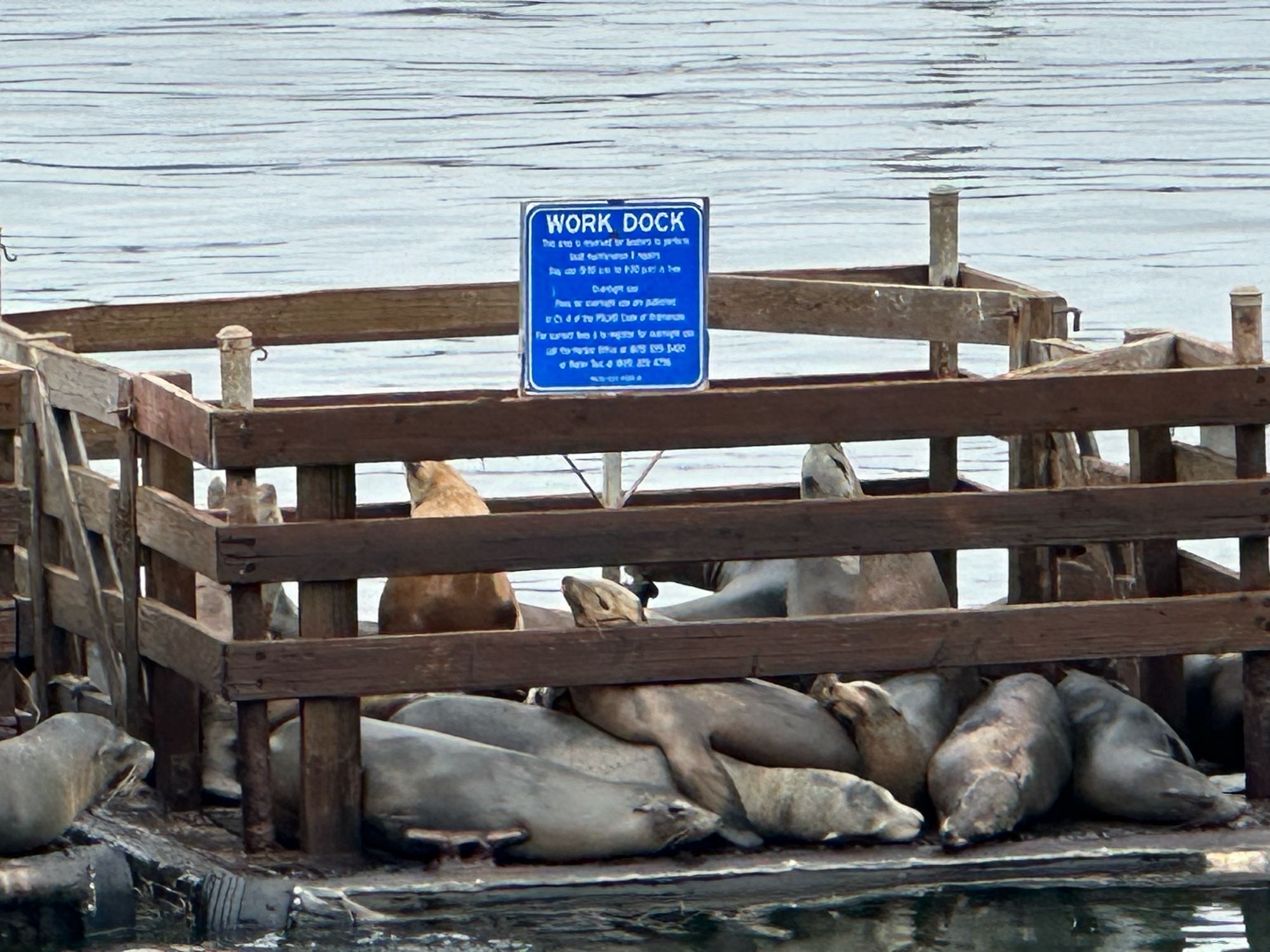 closeup of noisy sea lions in Avila marina - dozens have taken over a work dock