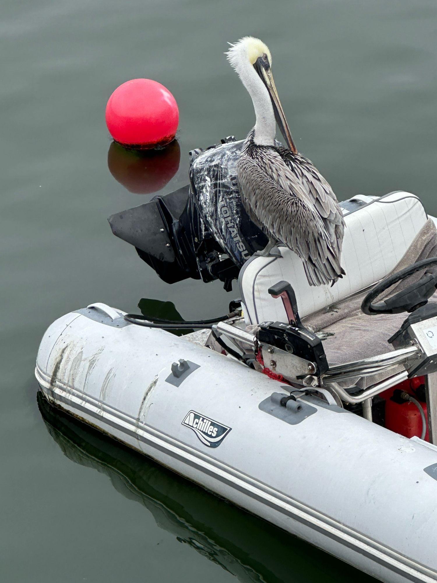 pelican on a small inflated boat with an outboard motor, red buoy floating nearby