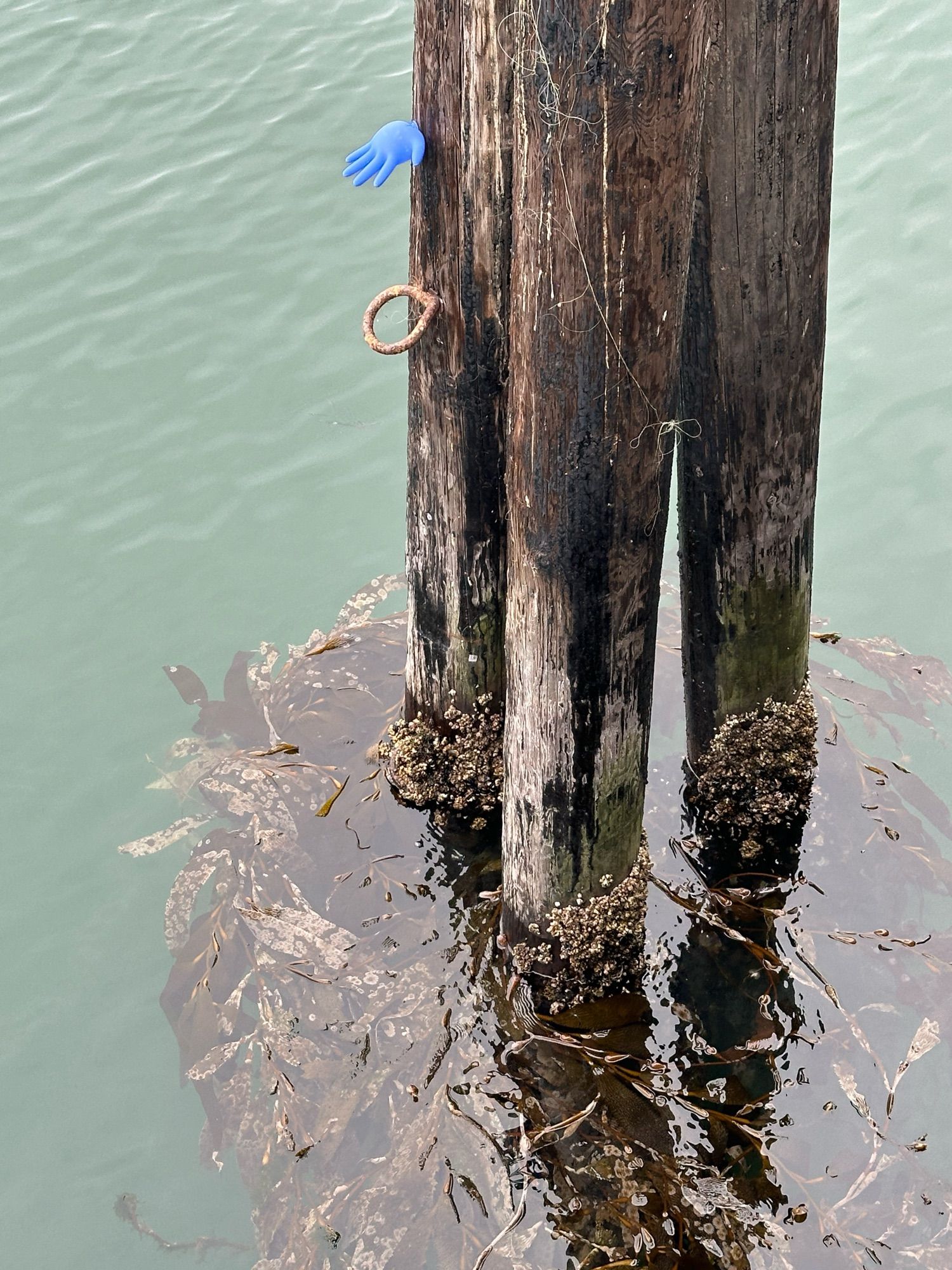 pier pillar trio with blue latex close humorously attached, the briny Pacific Ocean swirling below with seaweed