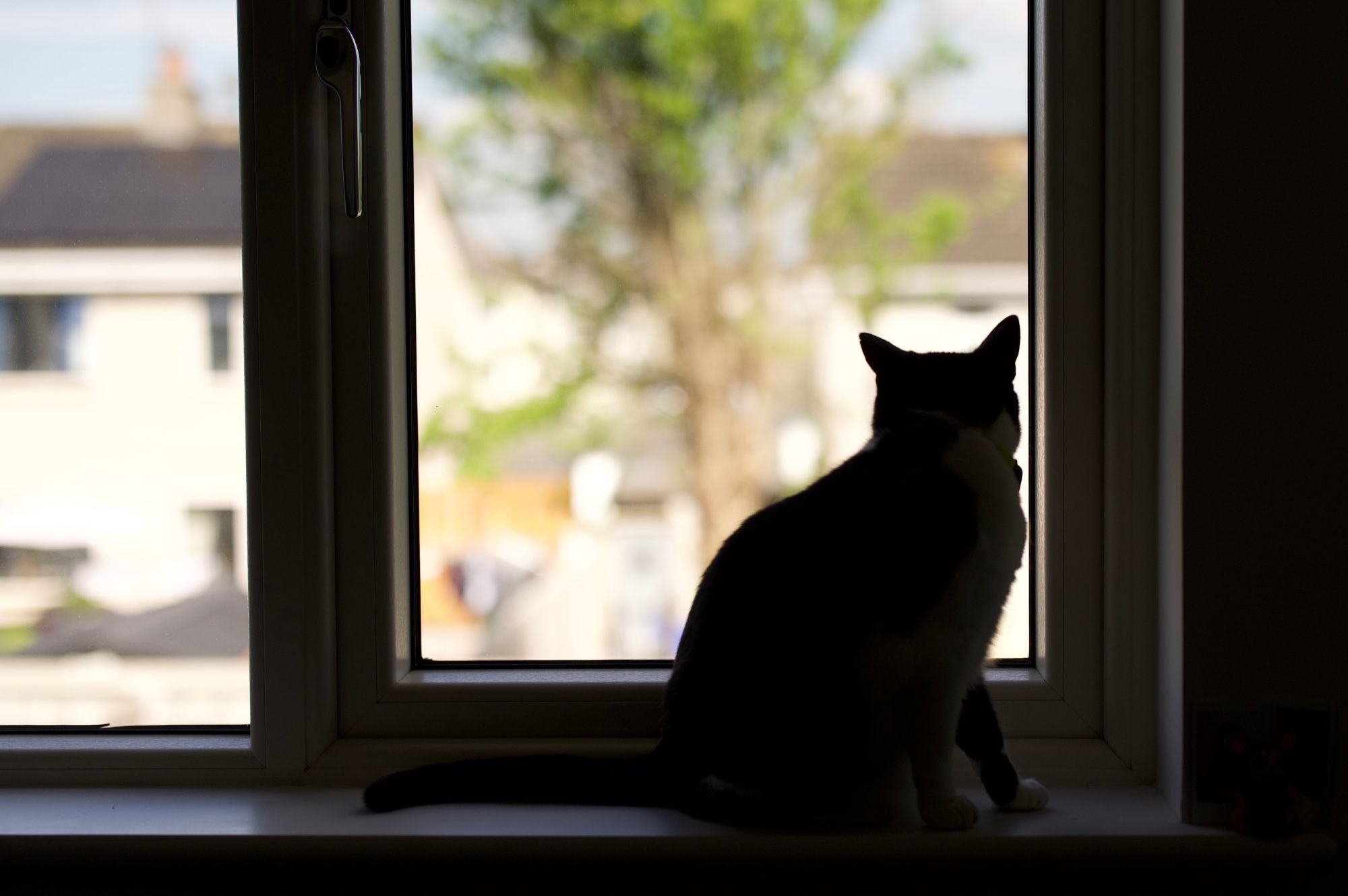 A silhouette of a cat, sitting on a window ledge, looking outside.