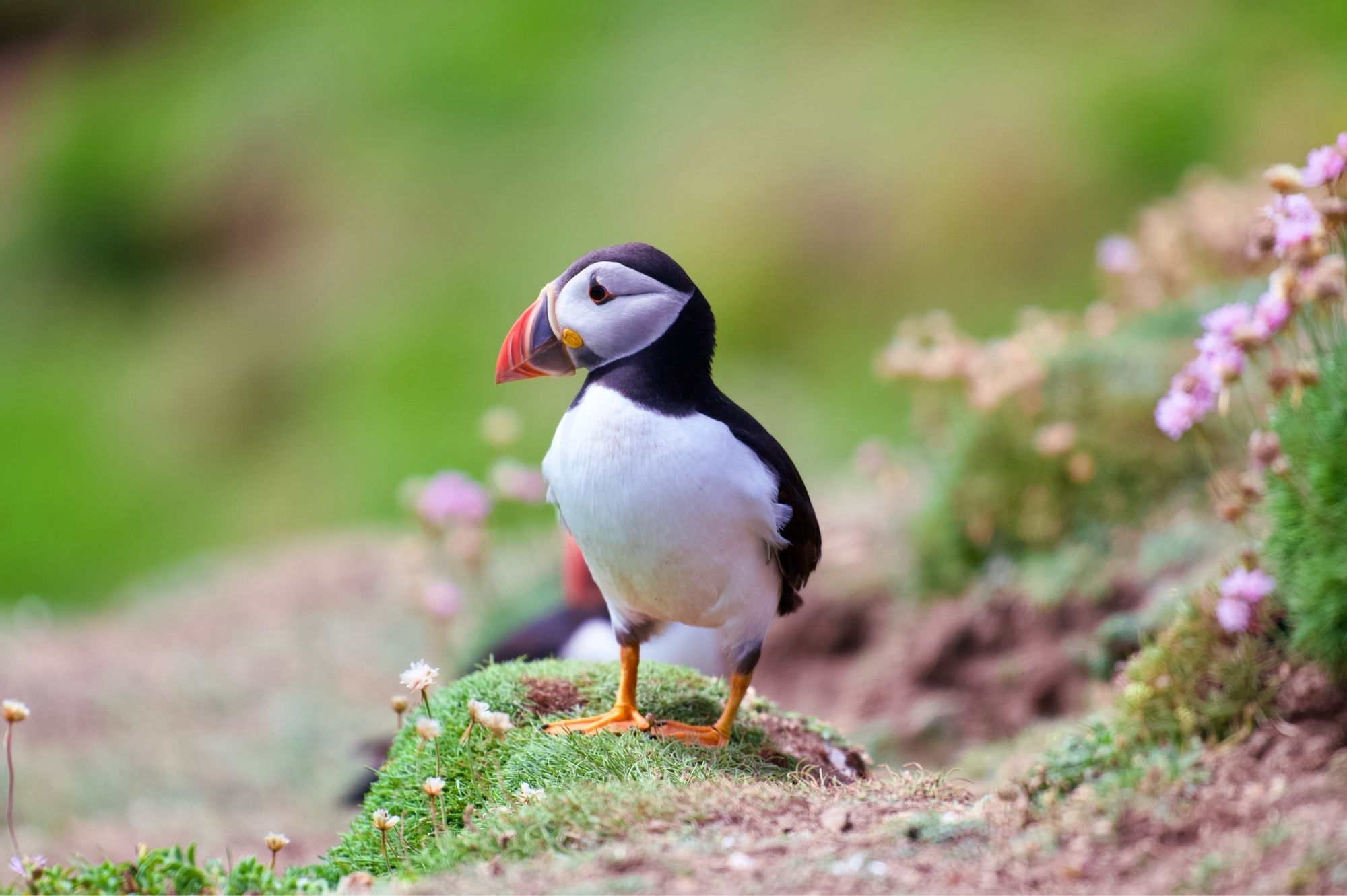 Photo of a puffin with its colourful distinctive beak during breeding season. There are some out of focus flowers around, along with the background