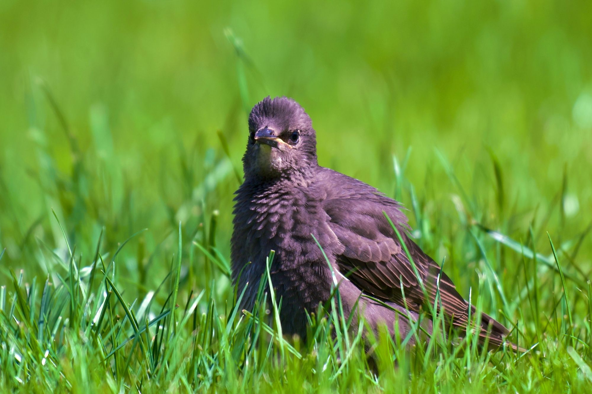 A fledgling starling standing in the grass, searching for worms.