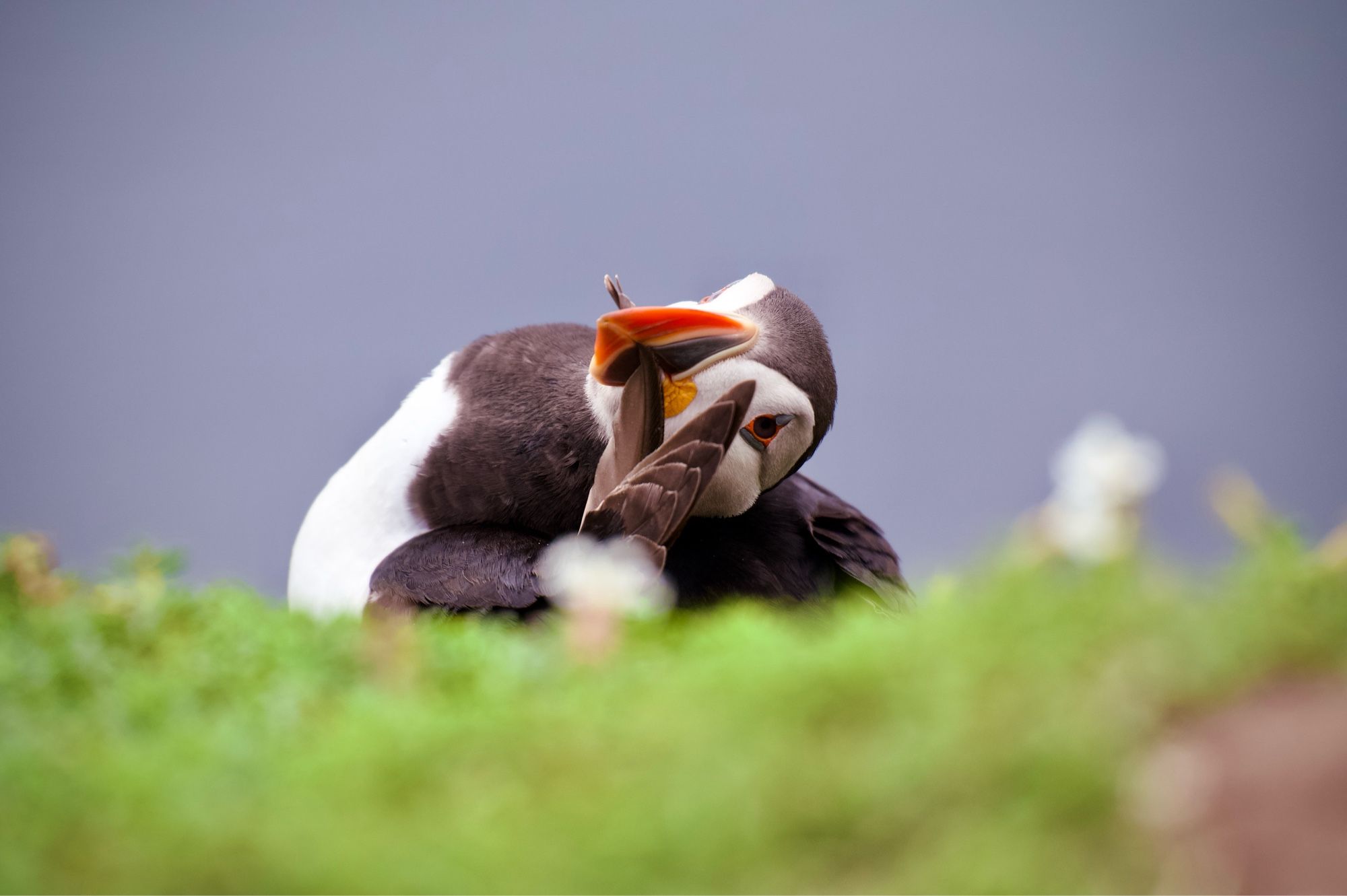 Photo of a puffin preening one of its wing feathers, the camera perspective suggests peaking over a bump in the landscape. The background is completely blurred