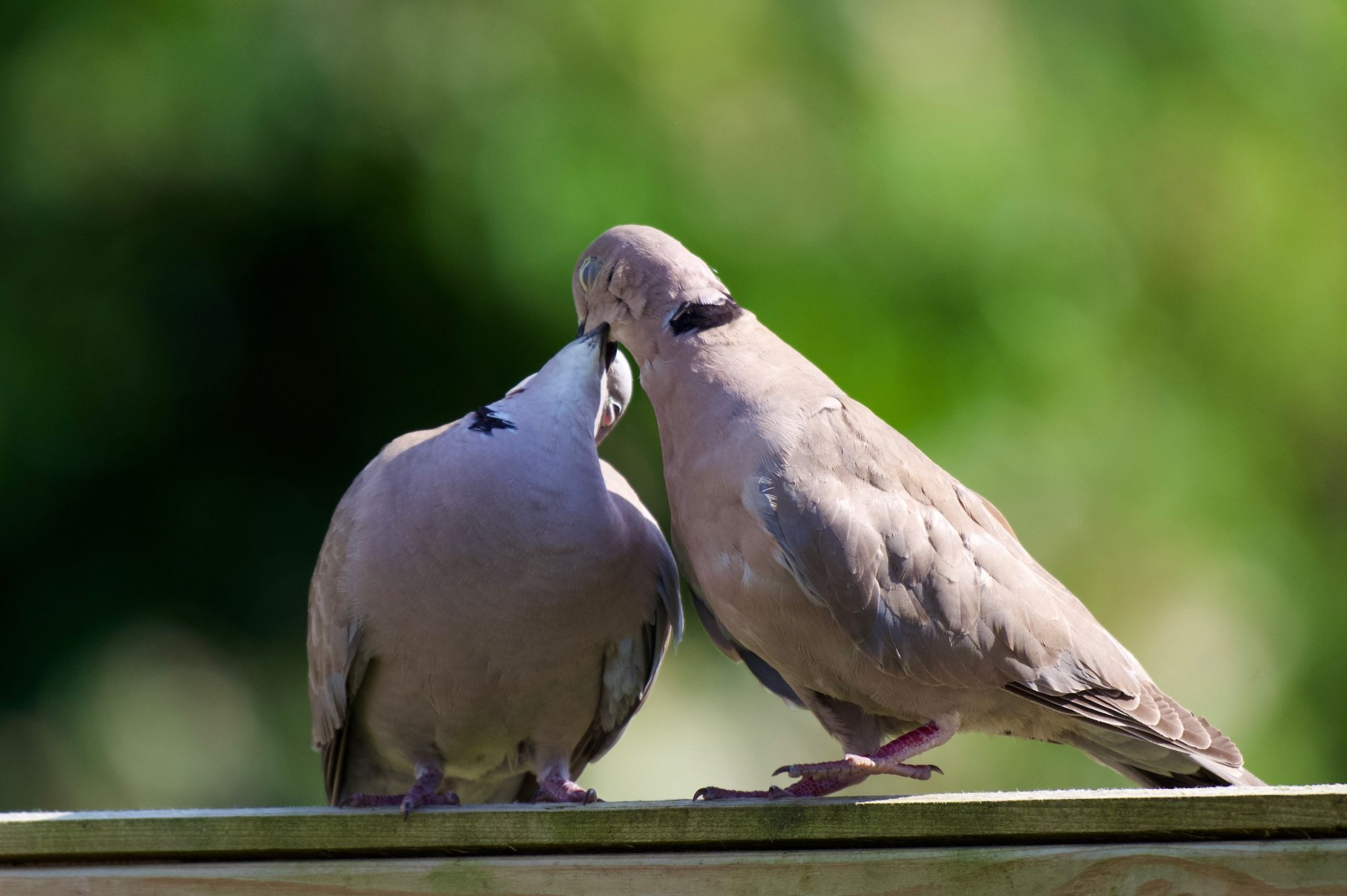 A pair of collared doves sharing food (from male to female), whilst perched on a fence.