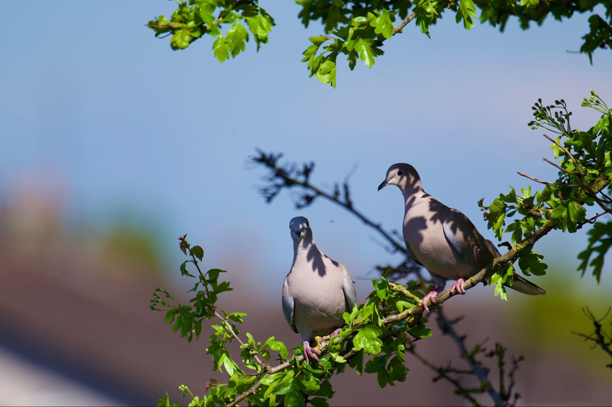 A pair of collared doves perched together on a tree branch.